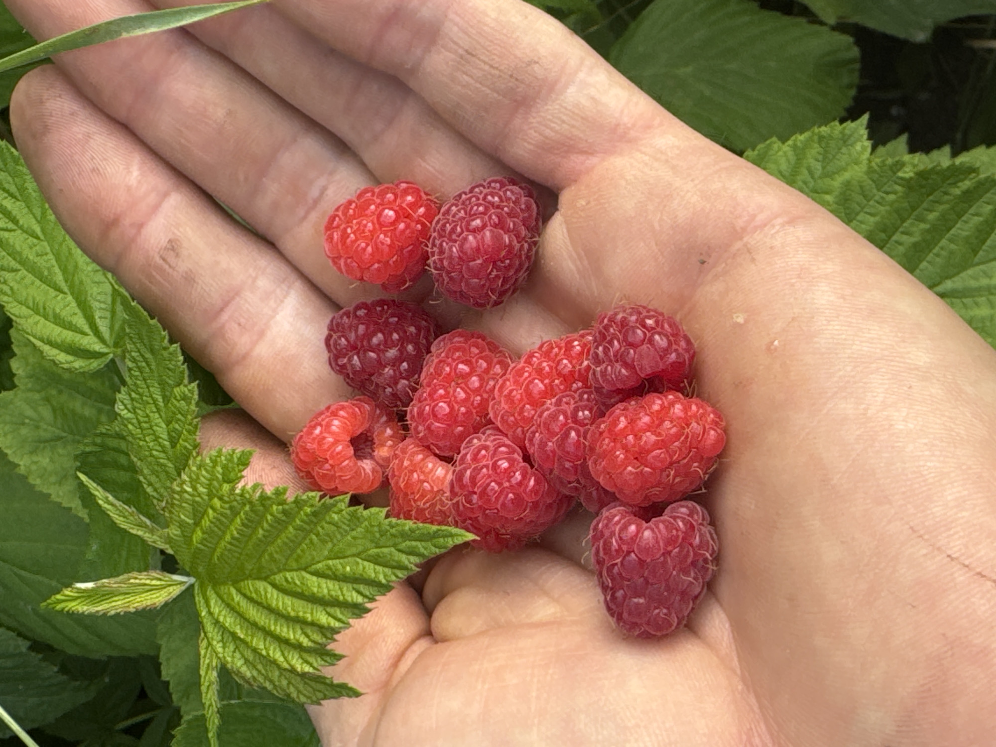 In Shcherbanka, Ukraine, a hand holds a cluster of ripe raspberries. The hand, appearing to belong to an adult, is positioned palm-up, cupping the berries. The raspberries vary in color from bright red to a deeper crimson, with their characteristic drupelets clearly visible. Several green leaves, likely from a raspberry bush, are also present in the frame, some framing the hand and berries, while others form a blurred background. The lighting suggests an outdoor setting, possibly during daylight hours, with soft shadows indicating natural illumination. The overall scene depicts the simple act of harvesting fresh fruit.