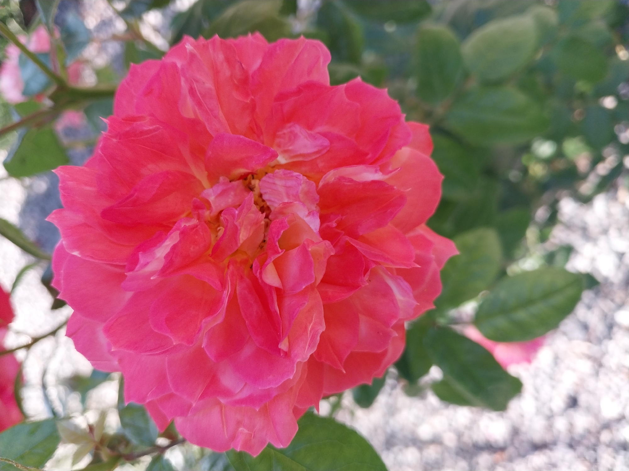 A close-up, slightly overhead shot captures a vibrant pink rose in full bloom. The rose has numerous ruffled petals, with hints of lighter pink and yellow at its center. It is surrounded by green leaves, some in focus and others blurred in the background. The ground beneath the rose is covered in small, light-colored stones and other blurred foliage, suggesting an outdoor setting. The image is sharpest on the rose itself, with a shallow depth of field that blurs the surrounding environment.