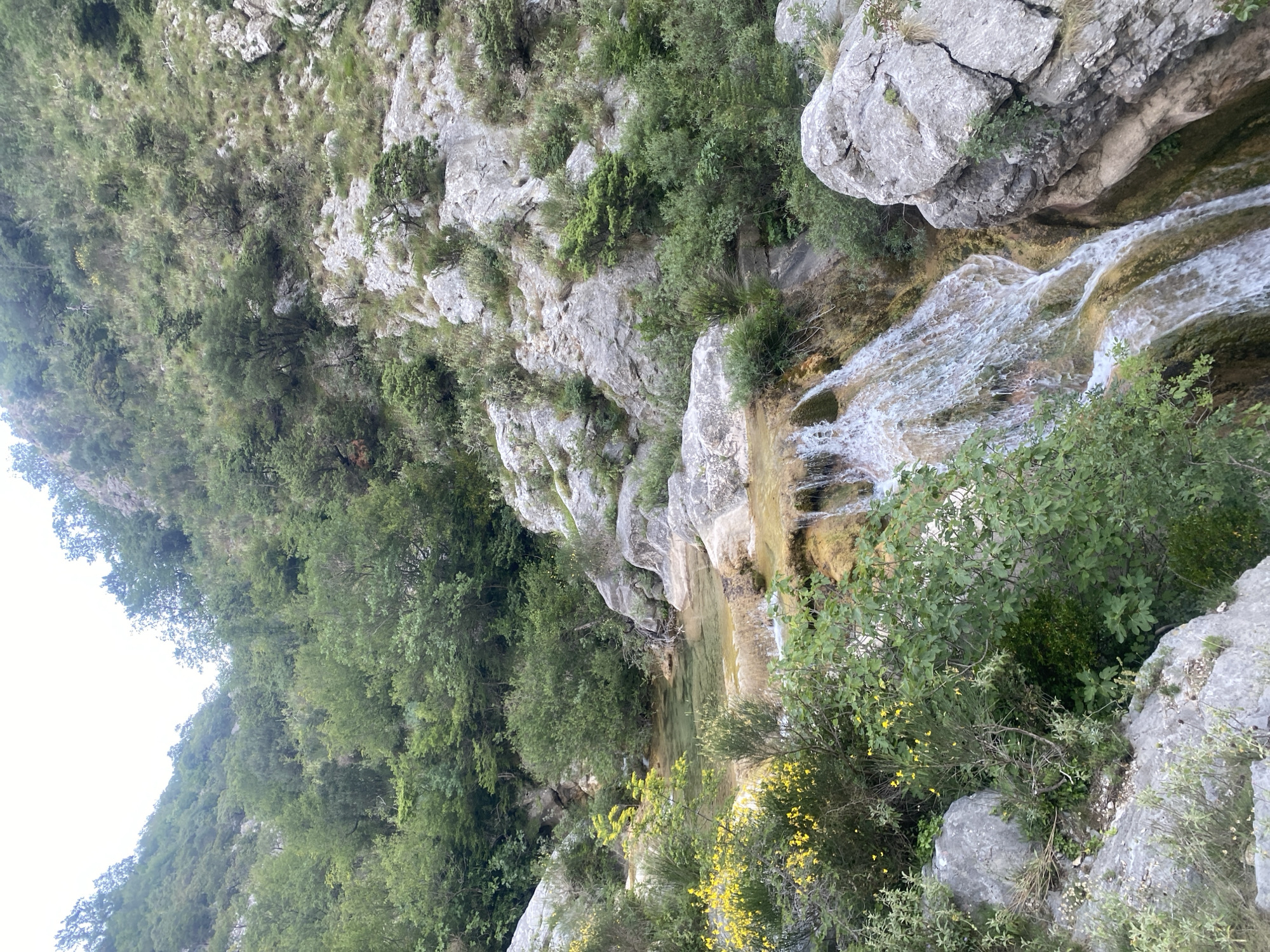 The image depicts a serene natural landscape, likely a gorge or canyon, characterized by rugged rock formations, lush green vegetation, and clear flowing water. The scene, when viewed in correct landscape orientation, shows a winding stream or river cascading over rocky steps, forming small waterfalls and tranquil pools.
The dominant subjects are the geological features and diverse plant life. On either side, steep, greyish-white rock faces rise, exhibiting natural weathering and textures. These rocky slopes are heavily covered with verdant foliage, including dense trees on the higher parts and a variety of bushes, shrubs, and grasses closer to the water. Some bushes on the banks are adorned with bright yellow flowers, adding a touch of color to the predominantly green and grey palette.
The water feature takes center stage, with several tiers of cascades where the stream tumbles over moss-covered rocks, creating white foam and ripples. Downstream from these falls, the water settles into calm, clear pools that reflect a greenish-blue hue, indicating depth and purity.
The scene appears to be set during daytime, under bright, possibly diffused light, as shadows are soft and gentle. There is no visible human activity, structures, or objects, emphasizing the untouched natural beauty of the area. The overall atmosphere is one of tranquility and wilderness. No visible text is present in the media. This natural setting is consistent with the mountainous and riverine landscapes found in Zupci, Montenegro.