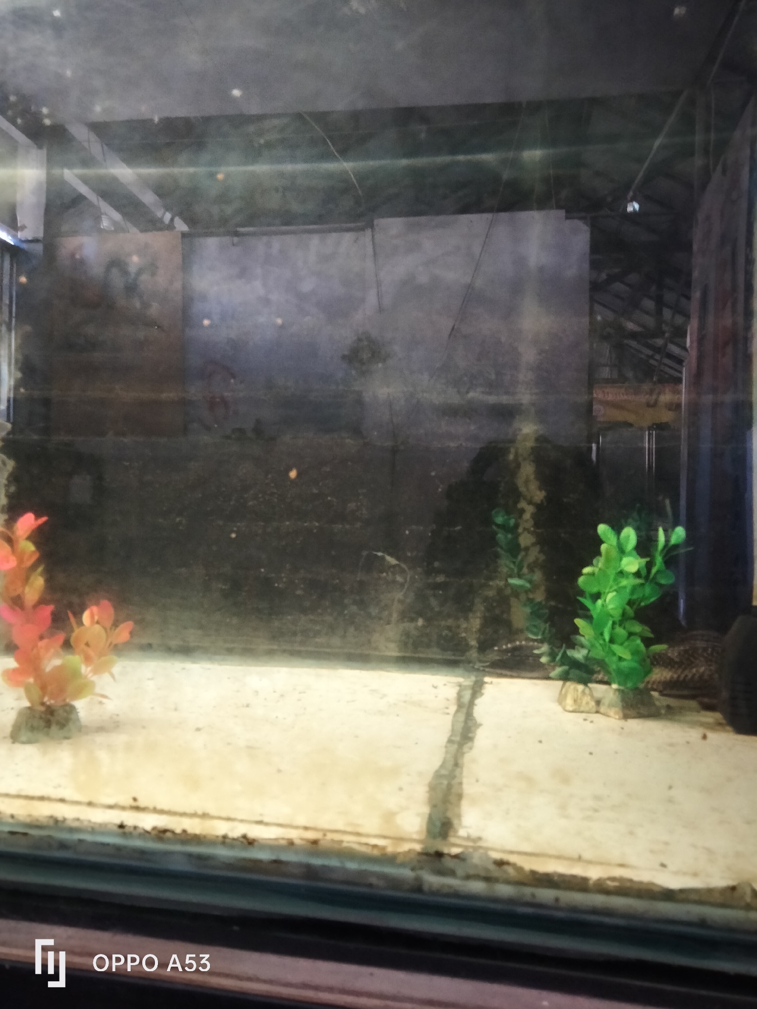 The image displays an aquarium with a sandy bottom. Two artificial plants, one orange and one green, are visible on the left and right sides of the aquarium respectively. A patterned fish is visible on the right side of the aquarium, partially obscured by the green plant. The background consists of a dark, textured wall and some ceiling structure. A watermark indicating "OPPO A53" is present in the bottom left corner of the image. The scene appears to be an indoor environment, possibly a pet store or a home. There is no visible indication of the city of Denpasar, Indonesia.
