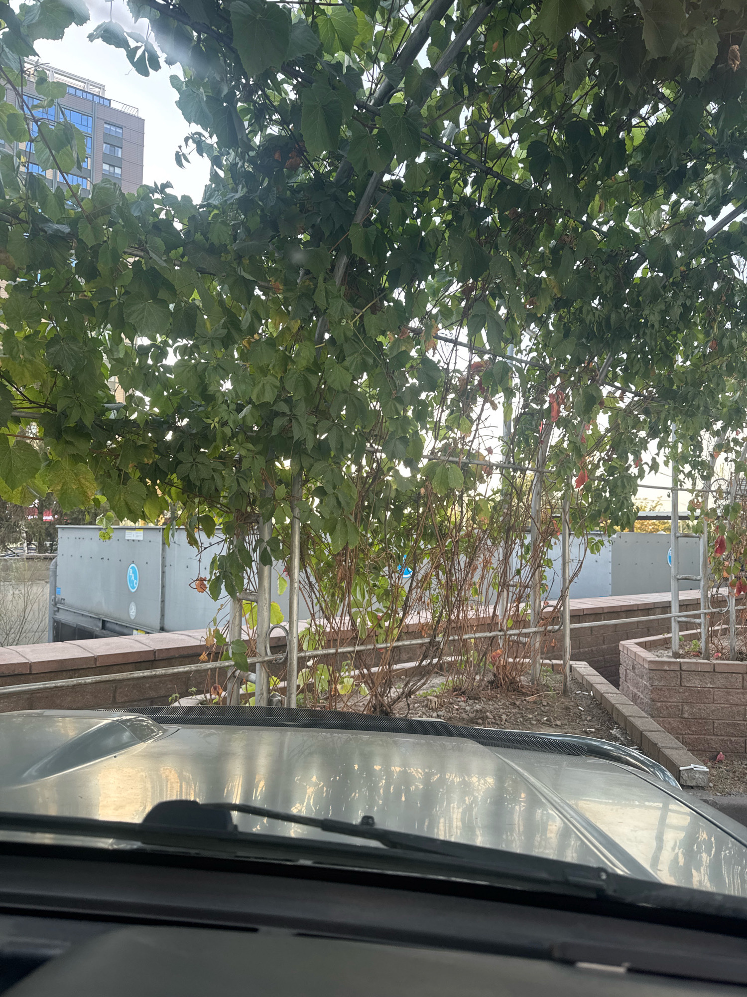 This image was taken from inside a vehicle, looking out through the windshield. The hood of the vehicle is visible in the foreground, reflecting the sky and surrounding greenery. Beyond the vehicle, there is a walkway or patio area covered by a canopy of green vines. In the background, a modern building with blue-tinted windows stands against a bright sky, suggesting an urban or suburban setting. The vines and some scattered red leaves indicate a possible autumn season. There are metal railings and brick structures in the middle ground. The scene depicts an outdoor area adjacent to urban infrastructure, likely a commercial or residential complex. This specific location is not identifiable as Almaty, Kazakhstan, without additional information.