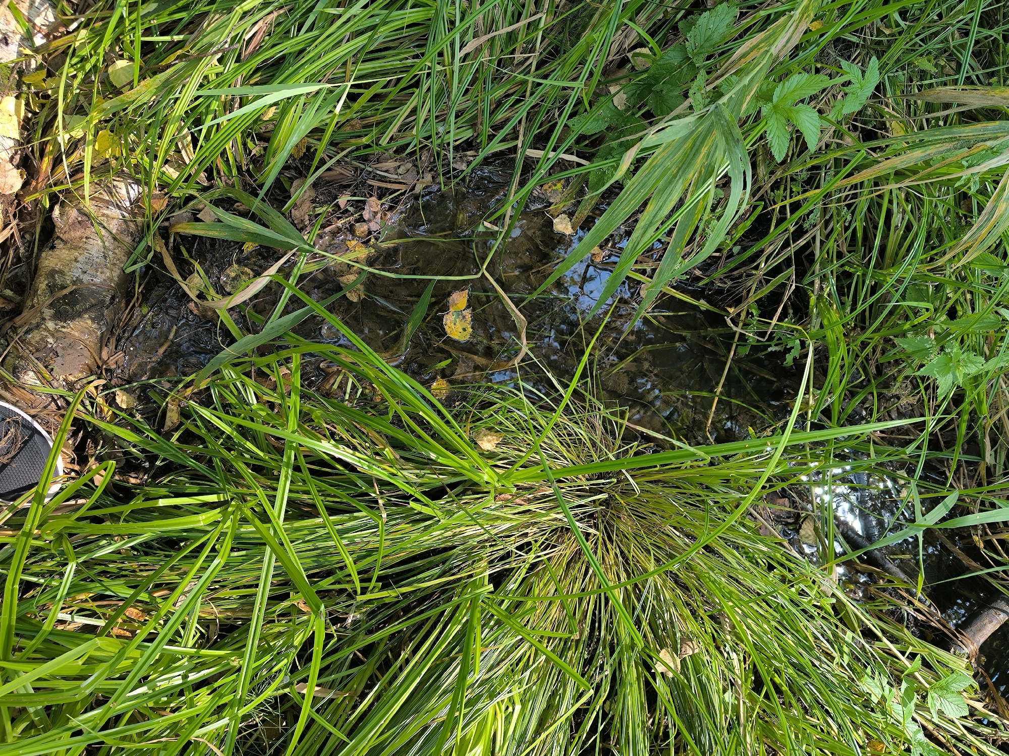 The image shows a close-up view of a natural environment with tall, green grass and shallow water. The grass is lush and varies in color from bright green to yellowish-green. Some fallen leaves, yellow and brown, are scattered on the ground and floating in the water. A portion of a weathered piece of wood, possibly a log, is visible on the left side of the frame, partially submerged in the water and surrounded by grass. In the upper left corner, the edge of a black shoe with a white sole is visible, indicating the presence of a person. The water reflects the sunlight, creating bright spots. The scene appears to be a natural, uncultivated area within the city of Maiskii, Russia, likely a damp or marshy section of land.