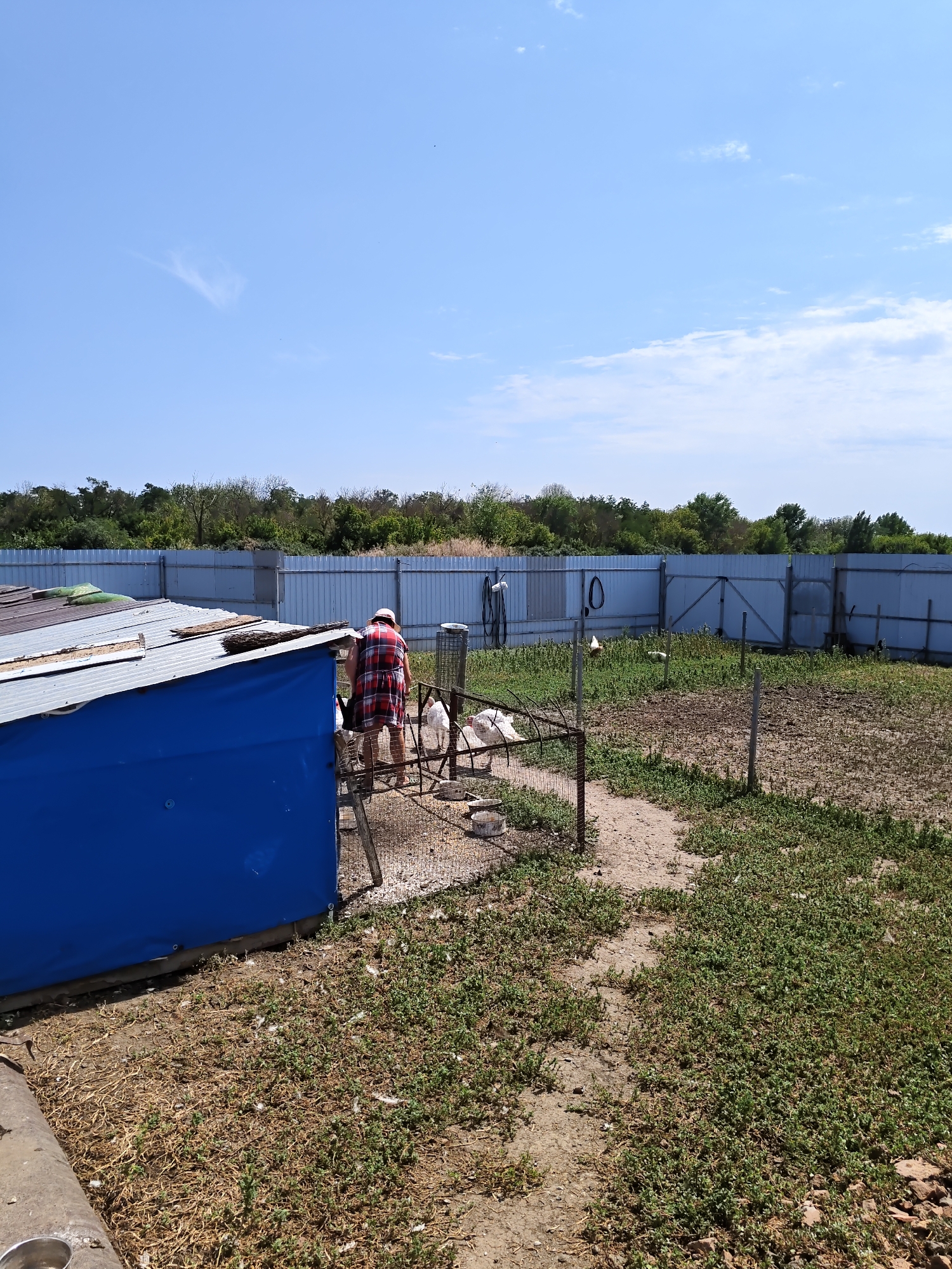 In the city of Nizhnedonskoy, Russia, a person wearing a red and white checkered dress is tending to poultry in a fenced yard. The yard contains several birds, including white chickens and ducks, scattered throughout. A blue-covered structure, likely a coop, is situated on the left side of the image. A metal fence encloses the yard, with trees and vegetation visible in the background. The ground is a mix of dirt and grass, with some dry leaves and scattered feathers. The sky is clear and blue, indicating a sunny day.