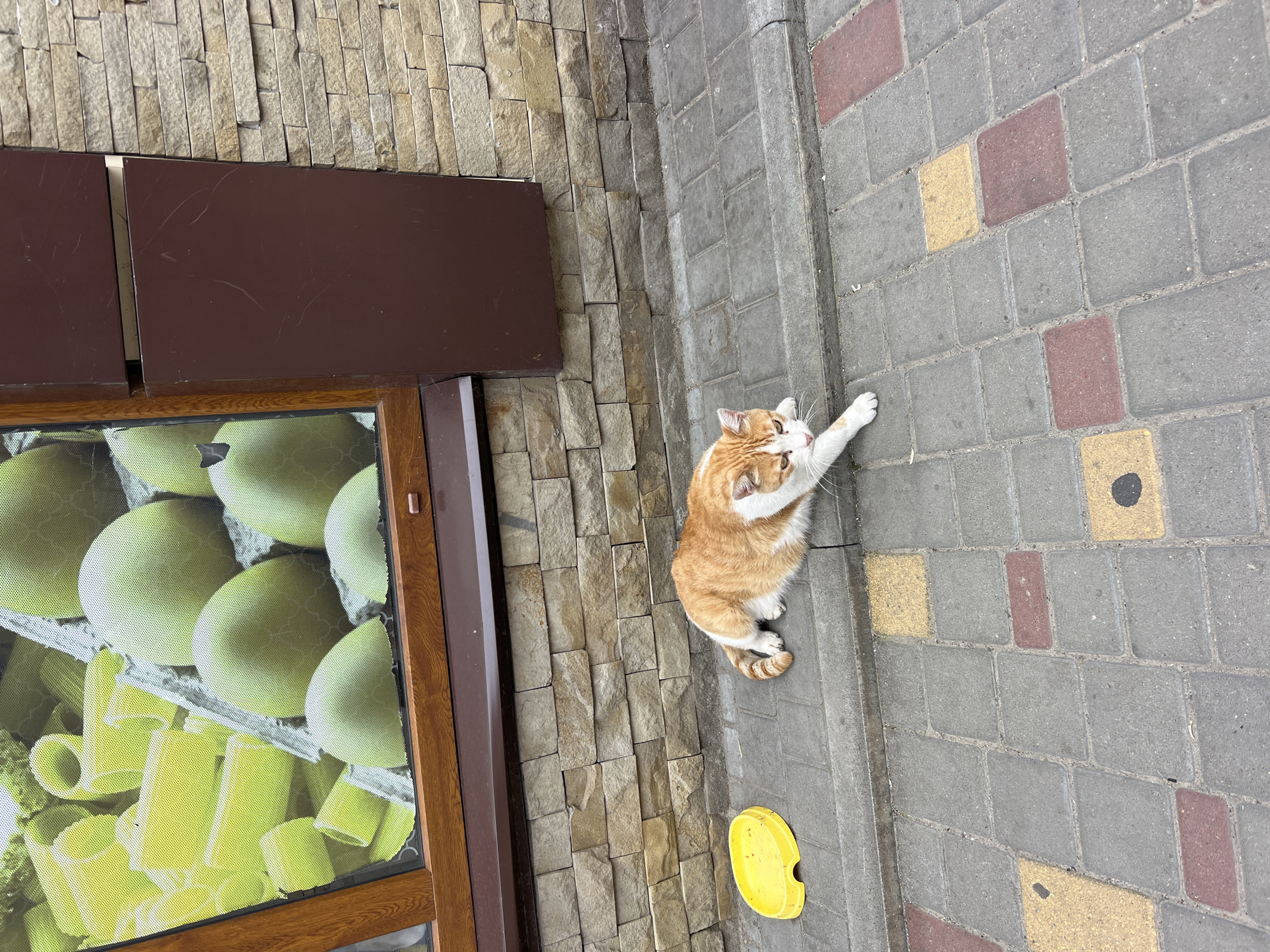An orange and white cat is lying on a sidewalk in front of a building in Odesa, Ukraine. The cat is stretched out on the gray pavement, with its paws extended. To the left of the cat is a yellow plastic bowl. The building behind the cat has a stone facade and a window displaying an image of green produce, possibly pears or apples, and pasta. The sidewalk is made of gray interlocking pavers with some red and yellow accents. The scene appears to be outdoors during the daytime.