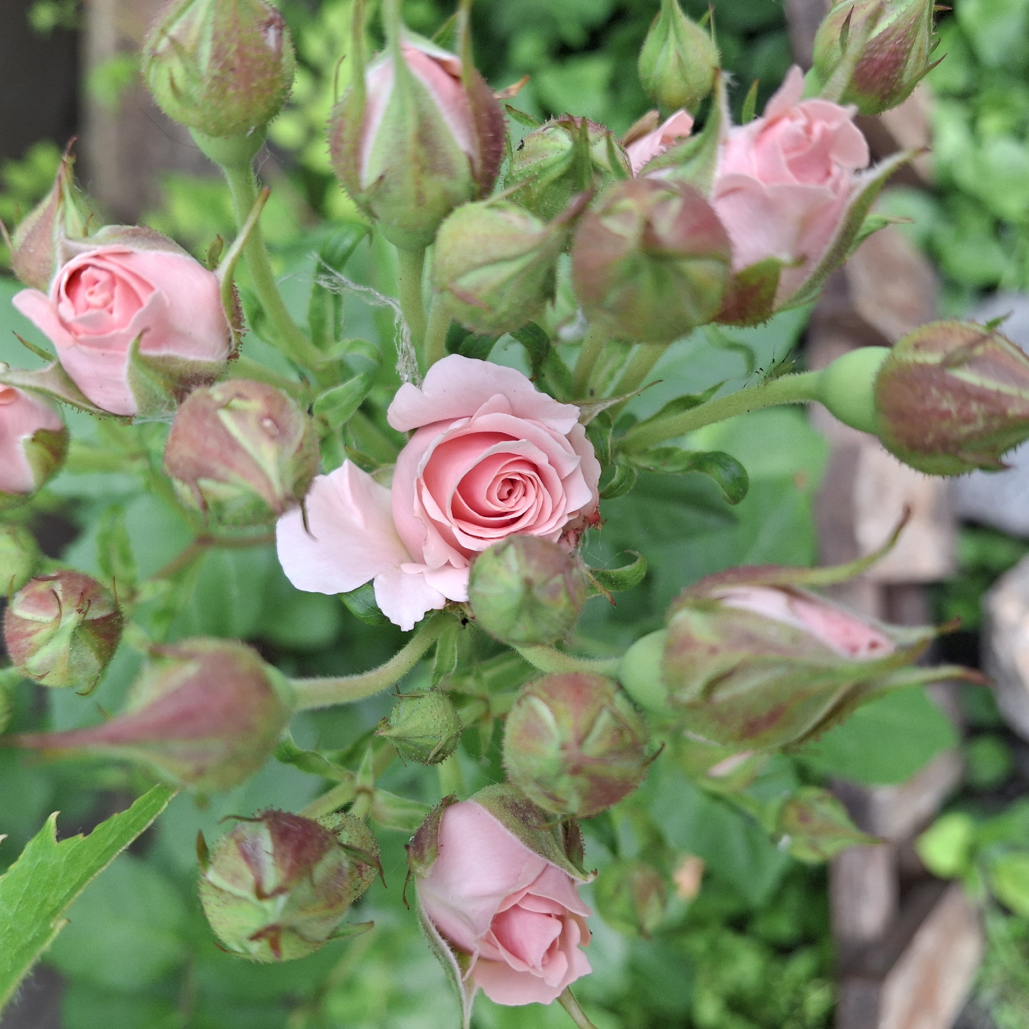 The image shows a close-up, overhead view of a cluster of pink rose buds and a partially opened rose. The flowers are in various stages of development, with some buds tightly closed and others beginning to unfurl their petals. The petals are a soft, pale pink, and the sepals of the buds are green with reddish tips. The roses are surrounded by lush green foliage and stems, some of which are covered in fine hairs. The background is blurred, but appears to be an outdoor setting with hints of natural elements like wood and greenery. No people or animals are visible. The scene is static and captures a moment in the natural growth cycle of the roses.