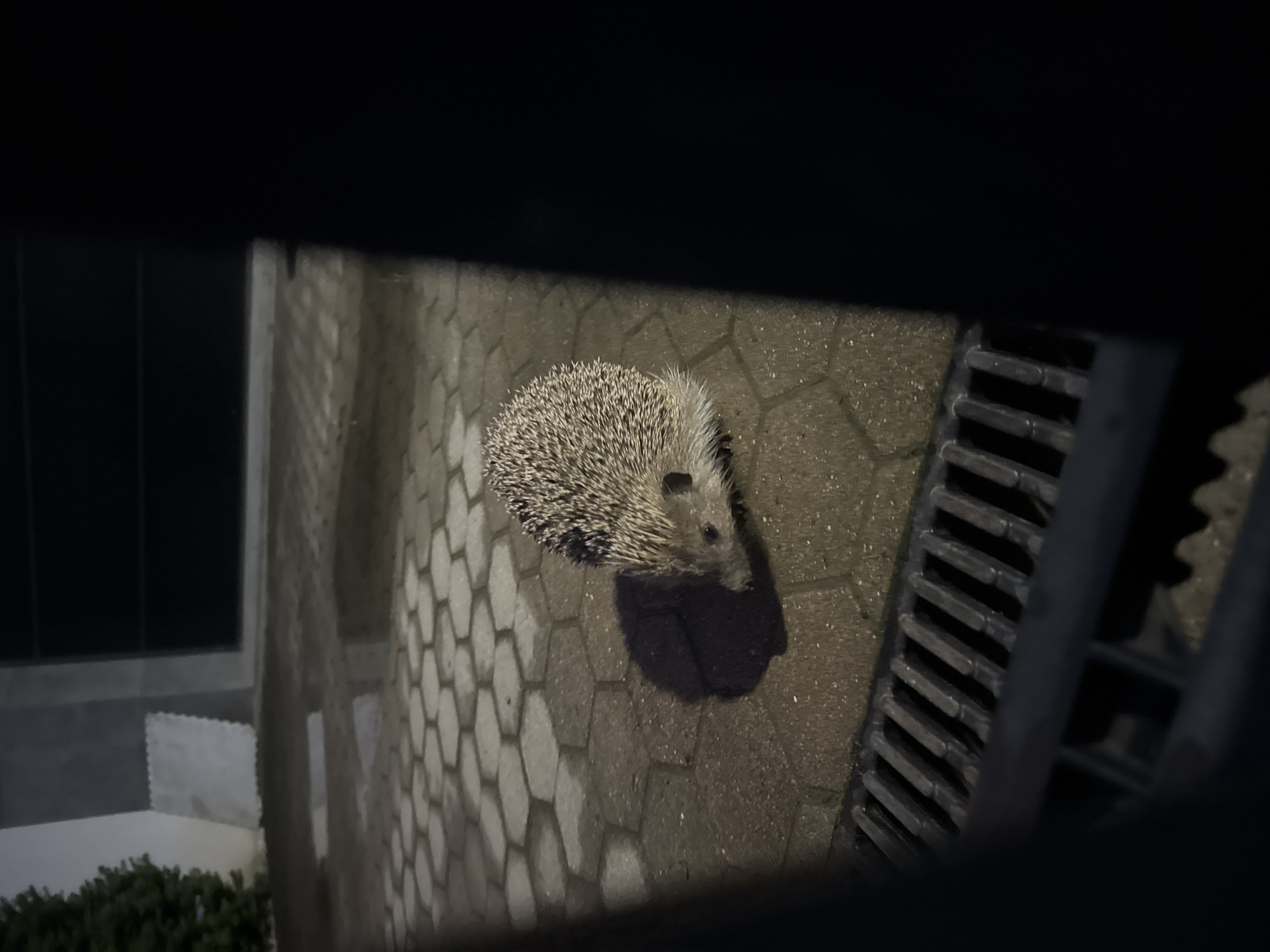 An image from a high vantage point shows a hedgehog on a hexagonal-tiled pavement. Beside the hedgehog is a dark drainage grill. The left side of the image shows a wall with visible green foliage at the base. The image is framed by a dark, blurred foreground, possibly a window frame. Based on the image and likely architecture, the location is possibly in Sofia, Bulgaria.