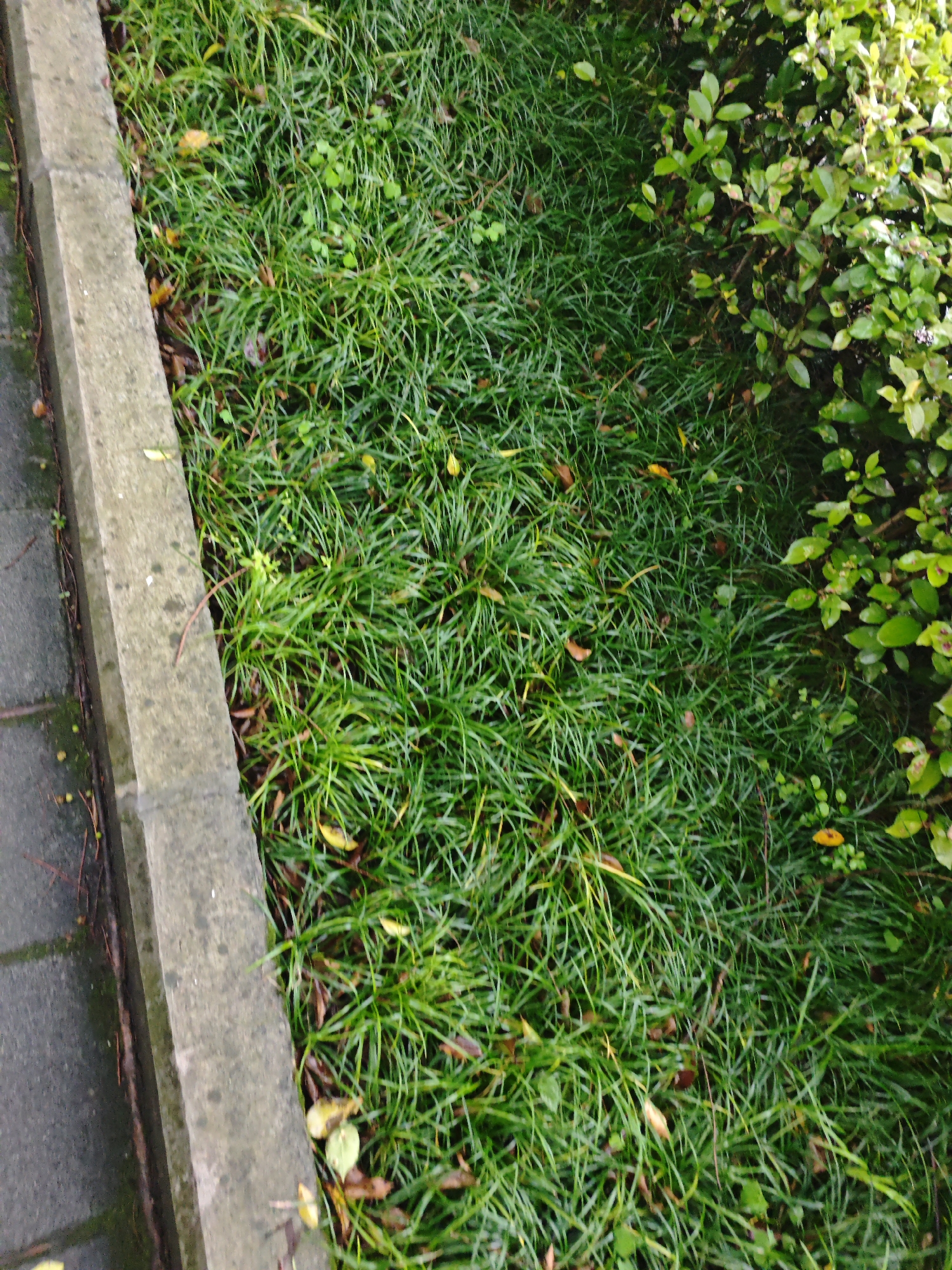 The image depicts a ground-level view of an urban environment. On the left side of the frame, there is a paved sidewalk with grey concrete slabs and a raised concrete border. Adjacent to the border, there is an area covered with dense green ground cover, possibly grass or a similar vegetation. Interspersed within the vegetation are scattered yellow leaves. On the right side of the frame, there is a bush or shrub with small green leaves. The scene is located in Chongqing High-tech Zone, China.