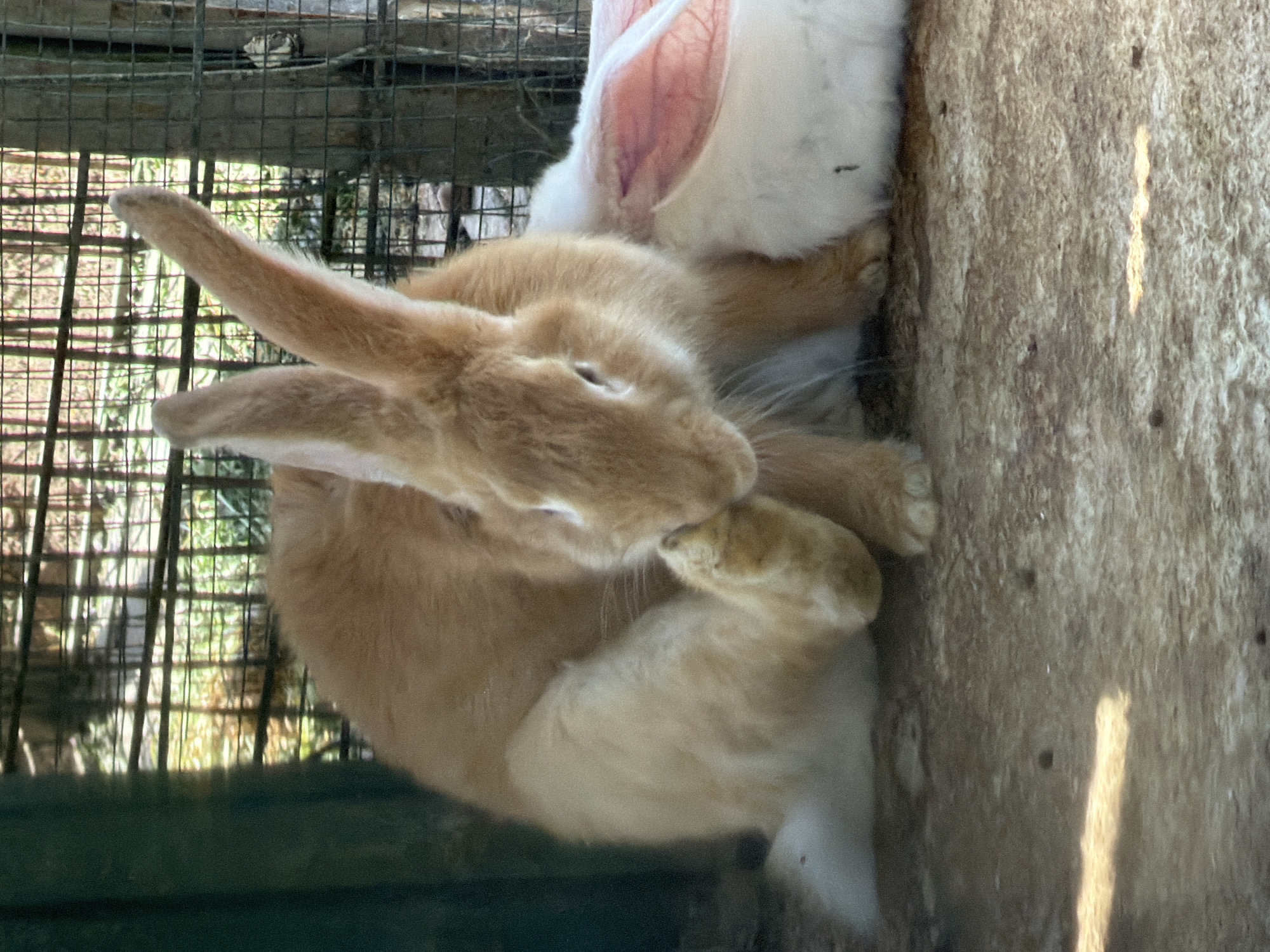 A ginger-colored rabbit is captured in an outdoor enclosure in Charvak, Uzbekistan, in a medium shot. The rabbit is positioned centrally, with its head lowered and one foreleg raised towards its face, as if grooming. Its large ears are visible, one perked up and the other slightly lower. Behind the ginger rabbit, a portion of a white rabbit is visible, with its pink inner ear lining exposed. The ground beneath the rabbits is a rough, concrete-like surface with scattered dirt and debris. The background consists of a wire mesh enclosure, with hints of greenery and sunlight filtering through the fencing, suggesting an outdoor, possibly rural or semi-rural, environment. The lighting indicates it is daytime, with some areas illuminated by direct sunlight.