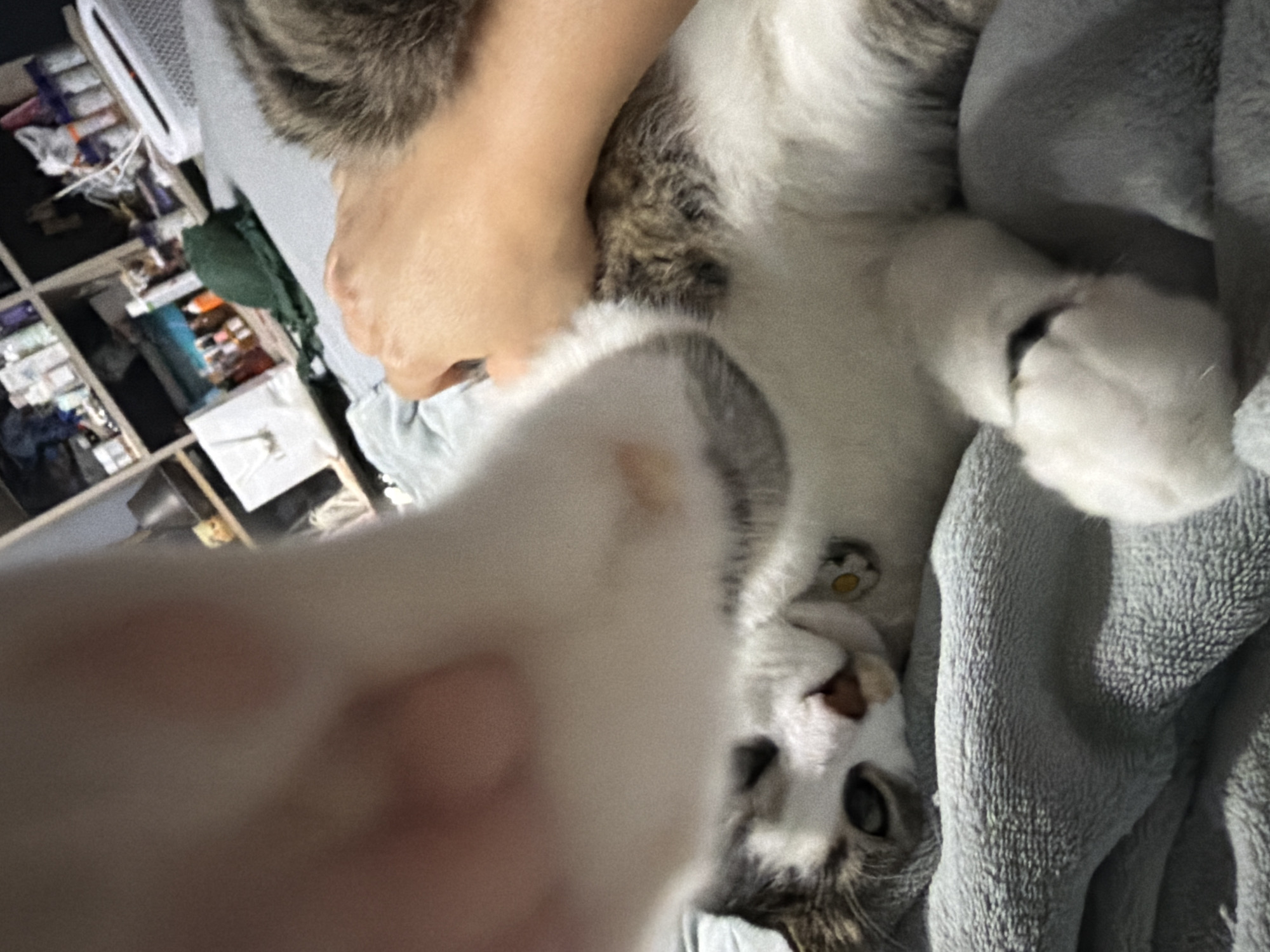 A domestic cat is lying on a gray blanket, its body is white with gray tabby markings. A human hand is gently stroking the cat's back. In the foreground, the paw of another cat is blurred, obscuring part of the scene. In the background, shelves are filled with various items, including bottles and containers. The image appears to be taken indoors in a bedroom. The location is not specified in the image or provided metadata.