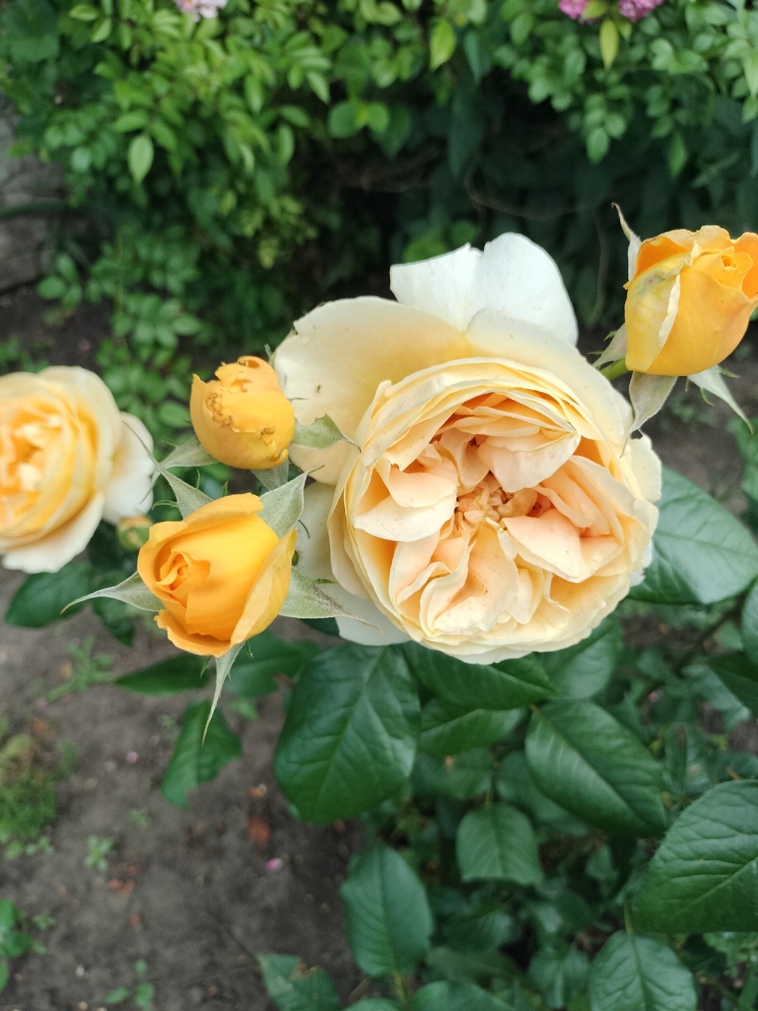 A close-up, high-angle shot captures a cluster of yellow roses in full bloom and bud form against a blurred background of green foliage and dark soil. The largest rose, a fully opened bloom with a creamy yellow hue and delicate, ruffled petals, dominates the center of the frame. To its left, a slightly less open rose displays a similar color palette. Several unopened buds, a vibrant, saturated yellow, are scattered around the main blooms, some appearing tightly furled and others slightly unfurled, revealing hints of their inner petals. The leaves of the rose bushes are a deep, lush green, some in sharp focus and others softly blurred. The ground beneath the roses is a dark, earthy brown, with patches of lighter soil and small green sprouts. The scene appears to be an outdoor garden setting, likely in Stanychne, Ukraine, given the context. There are no people or animals visible in the image.
