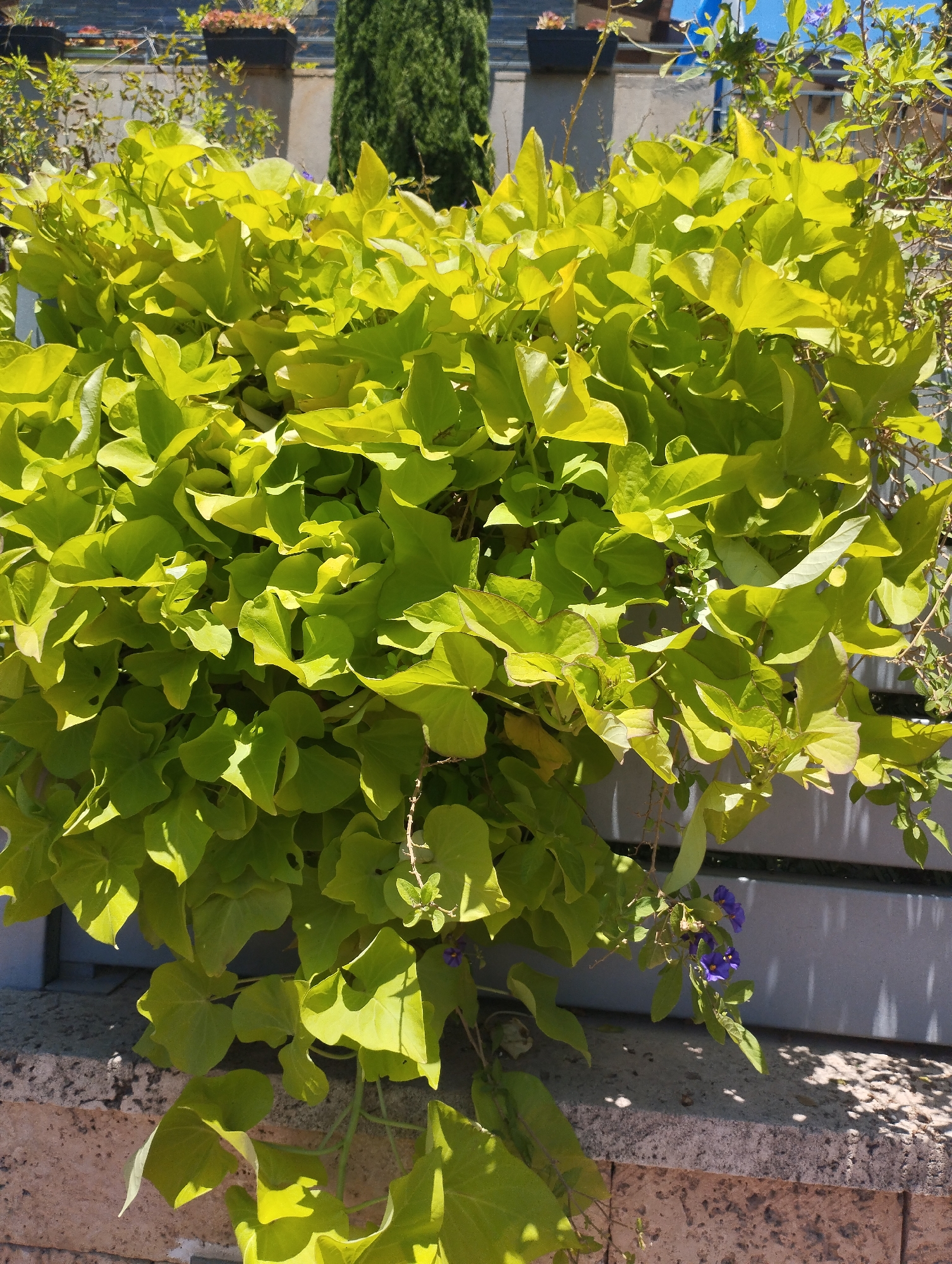 The image shows a close-up of a lush, bright green plant with heart-shaped leaves, cascading over a stone ledge. The plant appears to be a ground cover or trailing vine, with dense foliage filling most of the frame. Sunlight illuminates the leaves, creating highlights and shadows, suggesting it's daytime. A few small, deep purple flowers are visible, adding a touch of color against the vibrant green.
In the background, out of focus, are hints of a building or wall with some planters containing other vegetation, including a tall, slender evergreen tree. A grey fence or railing is also partially visible. The overall setting seems to be an outdoor space, possibly a garden or patio, in a sunny climate. The stone ledge in the foreground has a rough texture. The image appears to be taken in Zikhron Yaakov, Israel, consistent with the bright sunlight and the type of vegetation. No people or text are visible.