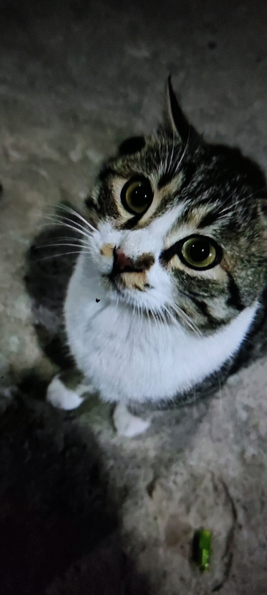 The image shows a close-up, high-angle shot of a tabby and white cat looking upwards. The cat's eyes are large and green with black pupils. It has white fur on its chest and paws, and its whiskers are prominent. The background appears to be a grey, textured surface, possibly concrete or stone. There is a small dark object, possibly an insect, on the cat's fur near its nose, and another on the ground near its chest. A blurry green object is visible on the ground in the bottom right corner. The lighting is dim, suggesting it may be nighttime or an indoor setting with low light. The location is identified as Tanjungan, Indonesia.