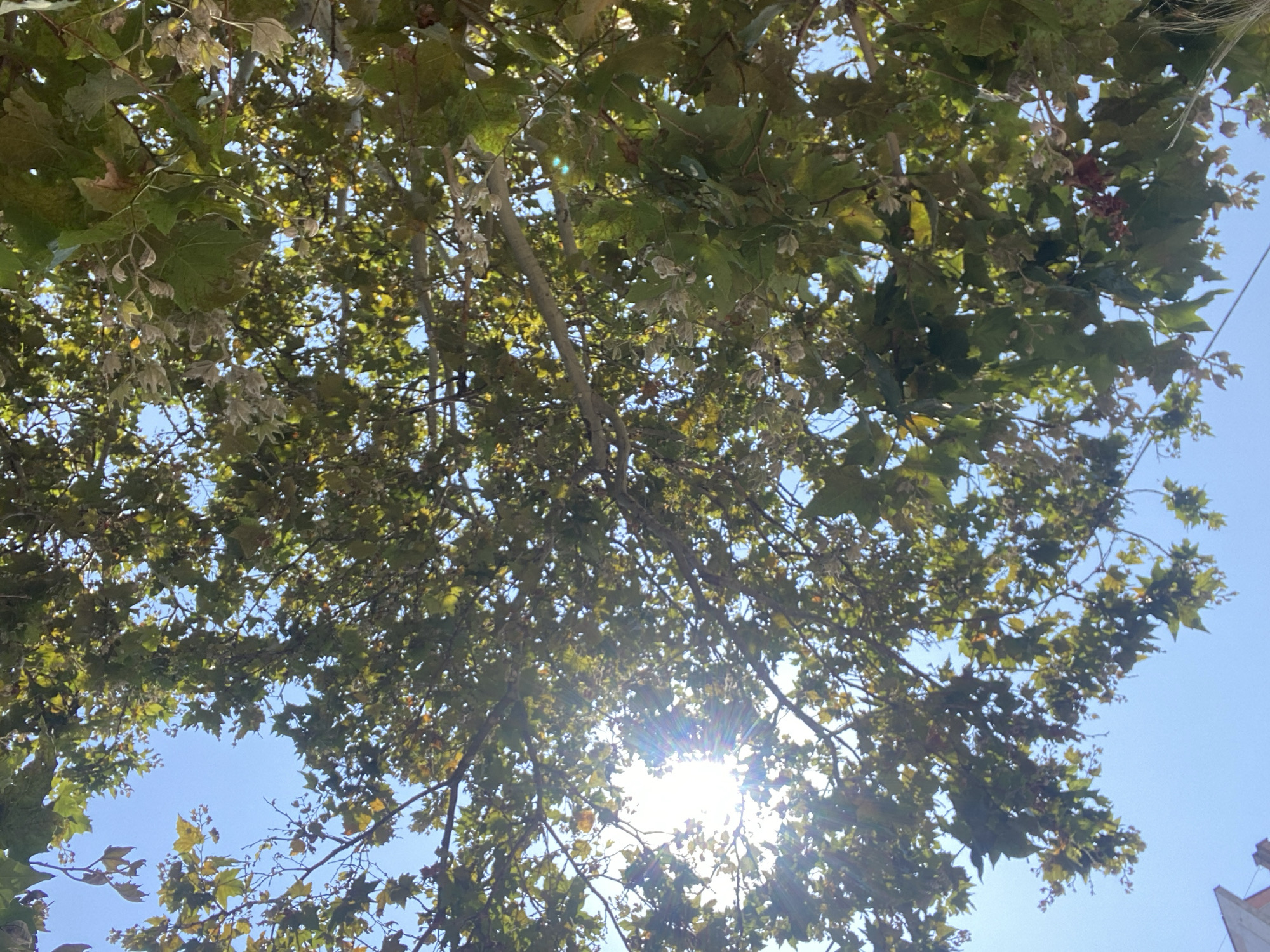 The image is a low-angle shot looking up through the canopy of a sycamore tree on a clear day. The sun is shining brightly through the leaves, creating lens flare and dappled light effects. The leaves are predominantly green, with some showing yellowing and browning, suggesting it might be late summer or early autumn. The sky is a vibrant blue. In the lower left corner of the image, the top of a white building with a pointed roof is visible, along with a thin black wire. The scene appears to be outdoors in an urban environment, consistent with the city of Chornomorsk, Ukraine. No people are visible in the image.