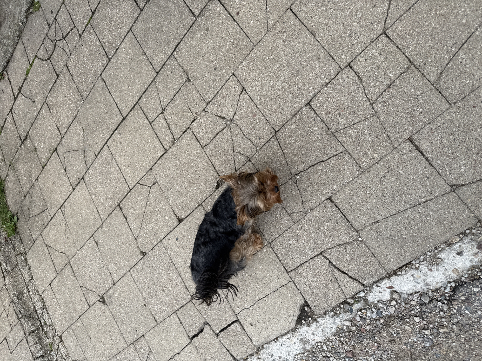 The image shows a small Yorkshire Terrier dog lying on a cracked concrete sidewalk in Rudamina, Lithuania. The dog has black and tan fur. The sidewalk is made of rectangular concrete pavers that are uneven and broken in many places. To the left of the sidewalk is a patch of dirt and gravel, and to the top right, a small patch of green grass. The lighting suggests it is daytime.