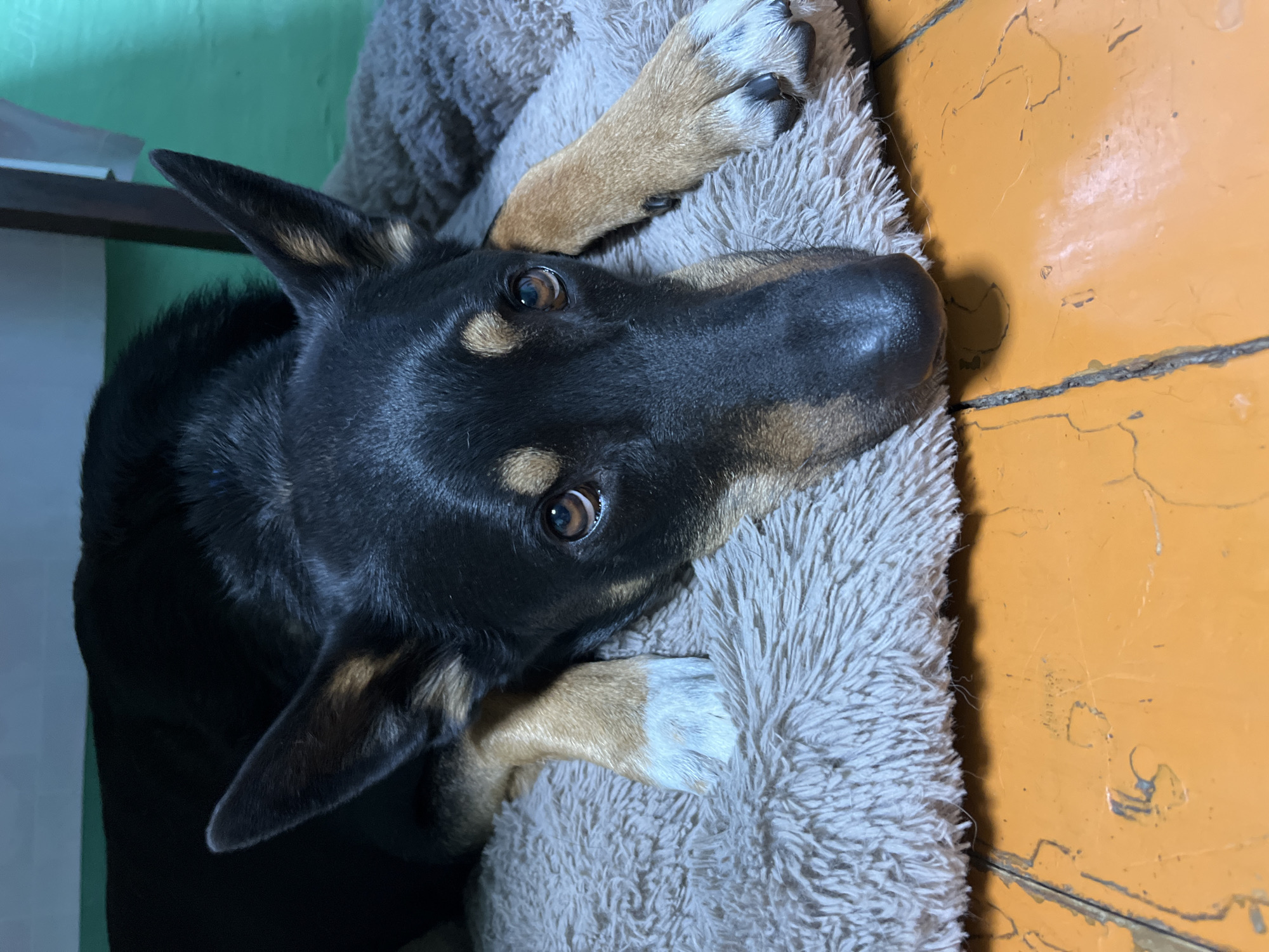 A dog with black fur on its head and back, brown and tan coloring on its paws and face, and tan eyebrows lies on a gray, fuzzy dog bed on an orange painted wooden floor. The dog is looking up at the camera with alert eyes. The floor has visible cracks and wear. The background includes a section of green wall and a dark shelf. There is no indication of this image's location being in Nizhny Tagil, Russia.