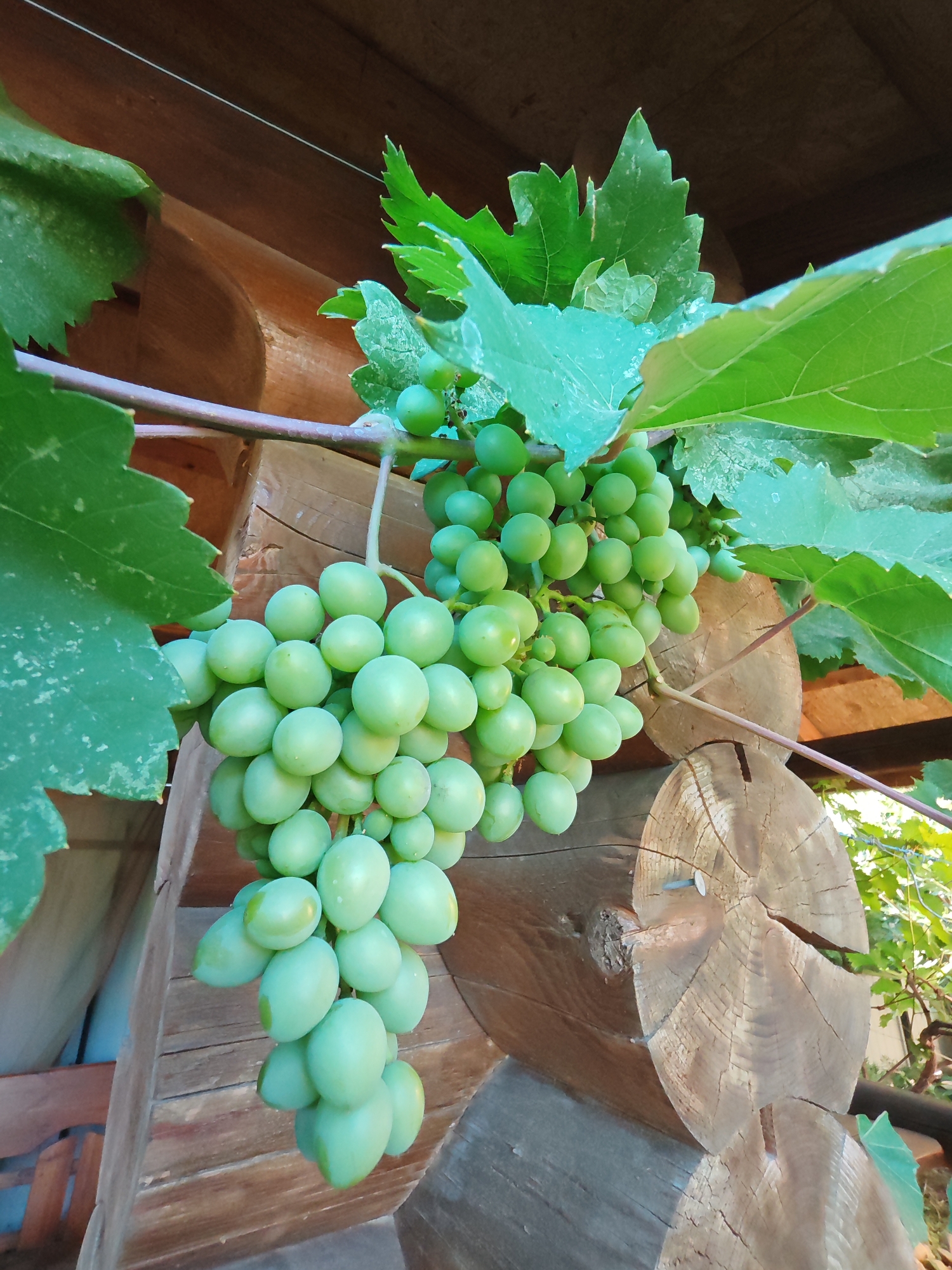 A bunch of green grapes hangs from a vine, nestled against a rustic wooden structure. The grapes are unripe, small, and round, with a smooth, matte finish. They are clustered tightly together on a thick stem, with a few green leaves of the vine visible around them. The wooden structure appears to be made of logs, with visible grain and some weathering. The background is blurred but suggests an outdoor setting, possibly a garden or rural area, with more greenery and sunlight filtering through. The lighting indicates it is daytime, and the overall impression is one of natural growth and a quiet, bucolic scene. There is no visible text in the image. The setting of Oktyabrskiy, Russia, provides a geographical context for this image of a vineyard or garden.