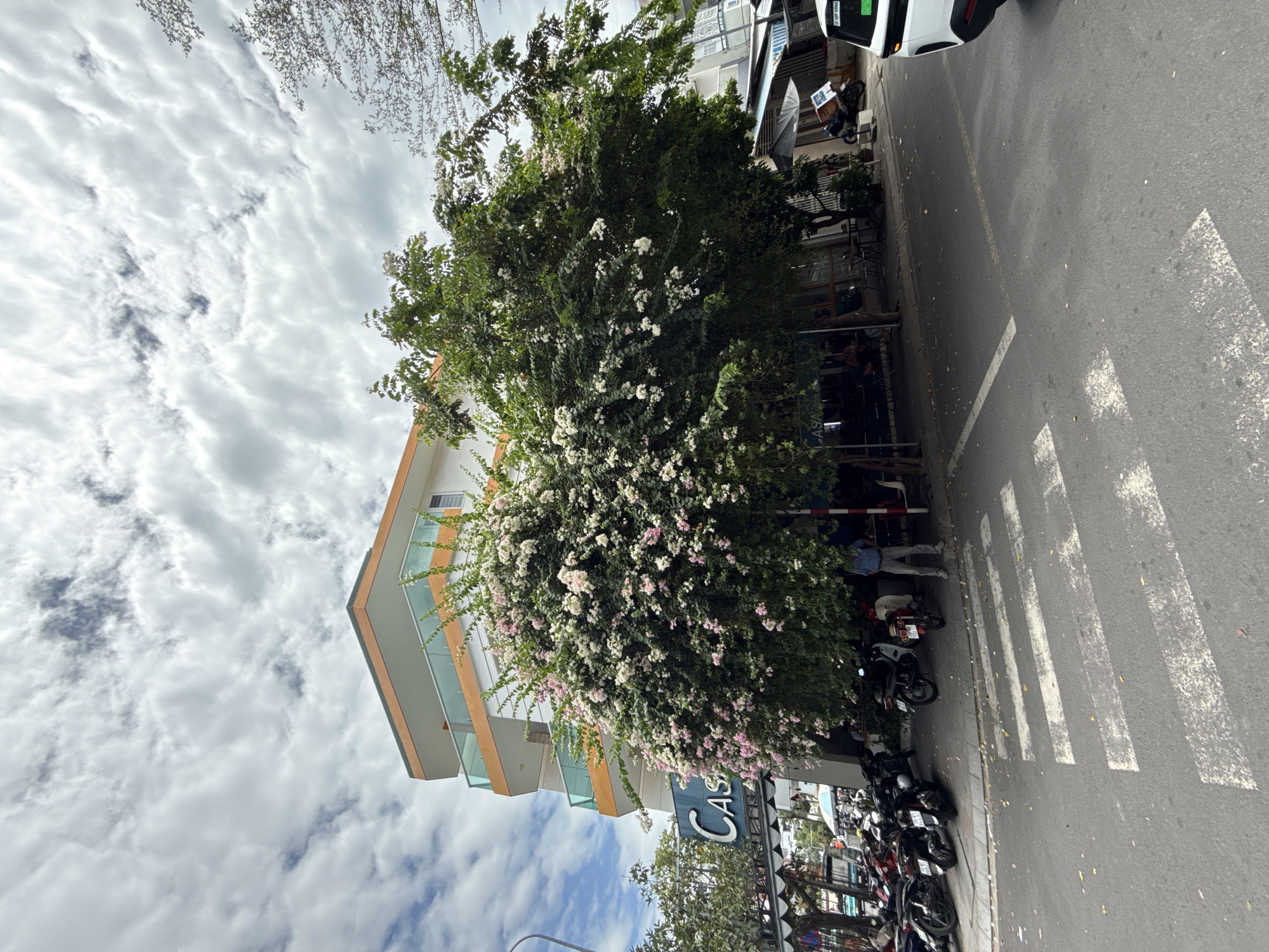 A low-angle, full shot captures a bustling street scene in Nha Trang, Vietnam, under a cloudy sky. A modern, multi-story building with orange trim and glass balconies dominates the background, flanked by lush trees laden with white and pink bougainvillea blossoms. The ground level of the building features a sign that reads "CAS A COFFEE." In the foreground, a pedestrian crosswalk is visible on the asphalt road, with numerous parked motorcycles and scooters lining the sidewalk. A man in a blue shirt and gray pants stands near some tables and chairs outside the coffee shop, while a white SUV is parked on the right side of the road, facing away from the camera. The overall impression is one of a vibrant urban environment with a touch of natural beauty.
