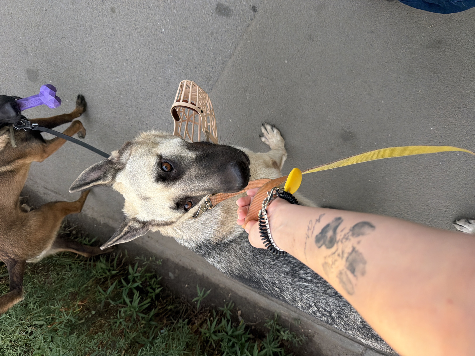 The image shows a close-up view of a person holding a dog leash. The dog is a German Shepherd with a muzzle, and it is wearing a collar and leash. Another dog, a brown Belgian Malinois, is visible in the background, holding a purple bone toy in its mouth. The dogs are on a paved surface, possibly a sidewalk or street, with green foliage on the left side of the frame. The person's arm, with tattoos and a bracelet, is in the foreground, holding the leash. The lighting suggests it is daytime. The image does not provide any specific visual clues to identify the location as Rostov-on-Don, Russia.