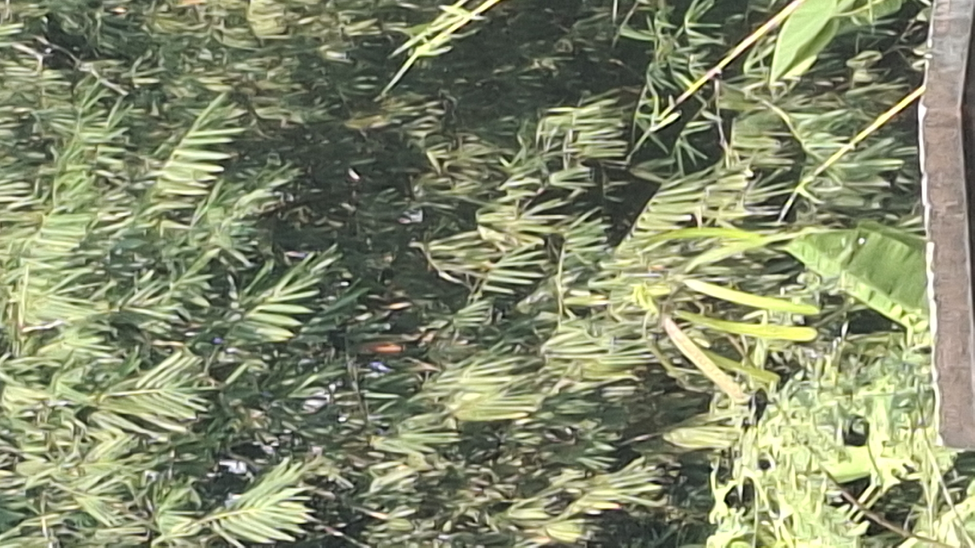 This is a photograph of lush, dense green foliage, primarily bamboo, with some broader leaves also visible. The scene is an outdoor environment, likely a garden or natural area, with a blurred brown structure, possibly a wall or roof, in the foreground at the bottom of the image. The lighting suggests it is daytime, with sunlight filtering through the leaves, creating highlights and shadows. No people or animals are discernible. The overall impression is one of abundant plant life. The context provided is the city of Cibinong Hilir, Indonesia.