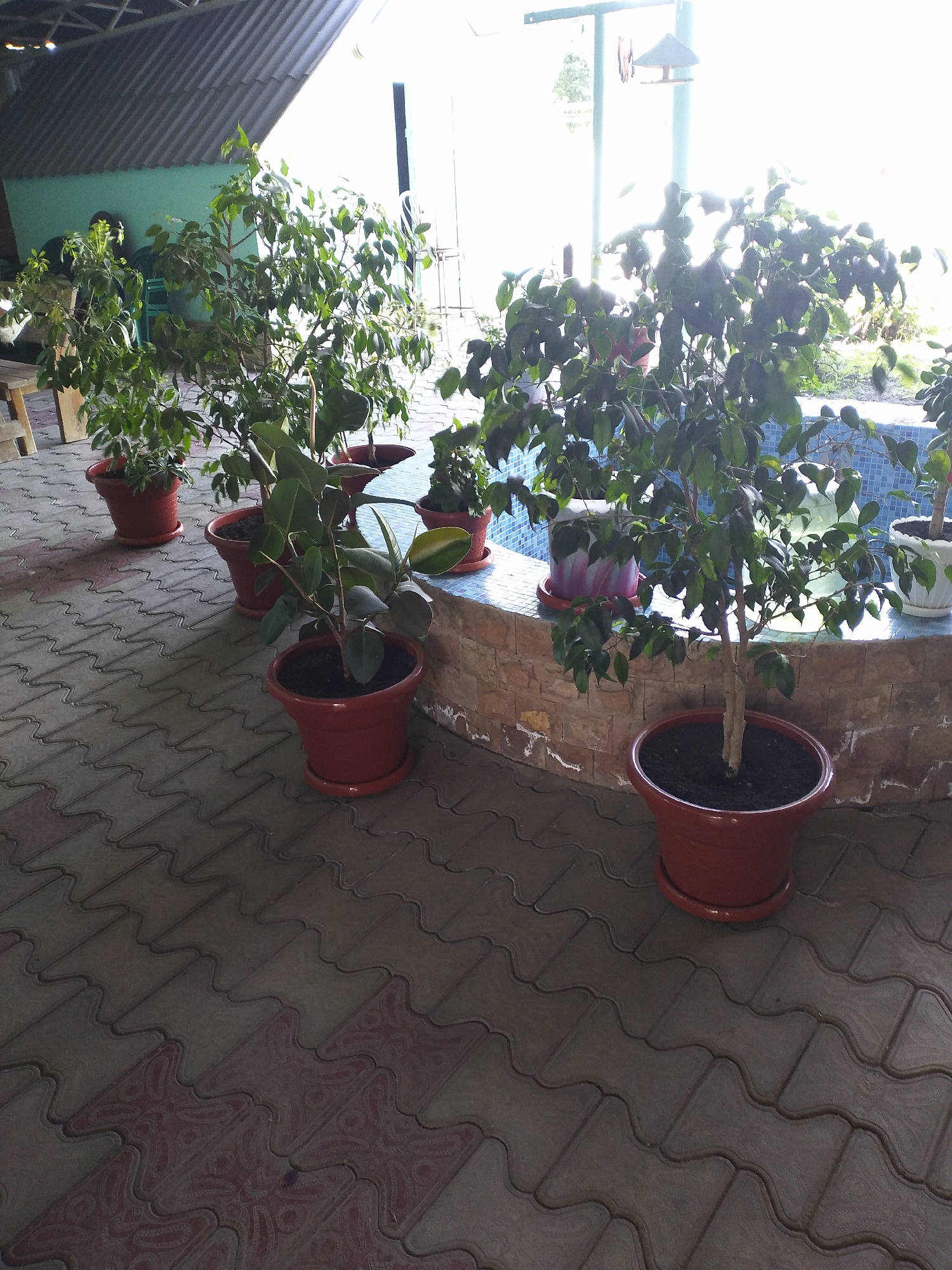 The image depicts an outdoor courtyard scene, likely in Суходольск, Russia, as suggested by the provided context. The foreground is dominated by a gray, wavy-patterned pavement. Several potted plants are arranged on this pavement and against a low, curved wall. The wall appears to be constructed with light-colored stones at the bottom and has a blue tiled surface along its top edge, possibly indicating a pool or water feature behind it.
To the left, a wooden bench is partially visible. Behind the bench, a turquoise-colored wall and a metal roof structure are present, suggesting a covered area or building adjacent to the courtyard. The lighting in the image is bright, with a significant glare in the upper right quadrant, indicating a strong light source, possibly the sun.
The potted plants are varied in size and foliage. One prominent plant in the foreground right is in a large, reddish-brown pot, with a thick trunk and dark green leaves. Other plants are scattered throughout the scene, in similar pots, some smaller and some larger. One plant in the background left has lighter green, more delicate foliage. There are no people visible in the image. The overall impression is one of a tranquil outdoor space adorned with greenery.