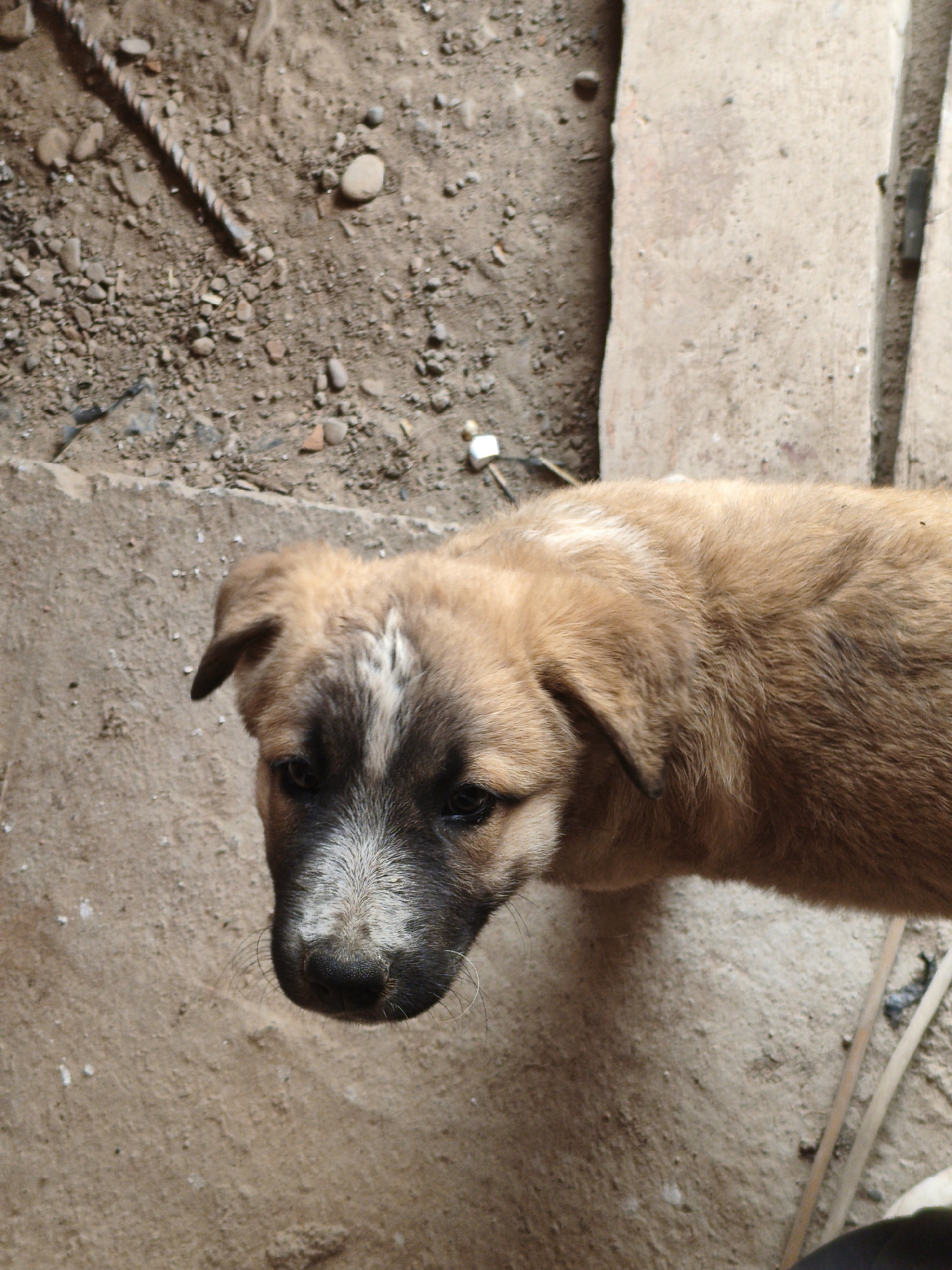 A medium shot captures a young brown and black dog from a high angle, looking down and slightly to its left. The dog's fur is short and appears slightly matted in places. Its face is a mix of brown and black, with a white patch on its forehead and white markings around its nose. The dog's eyes are dark and its snout is black. The background consists of dry, sandy ground with scattered small stones and debris. To the right of the dog, there are two concrete slabs, one wider than the other, set into the ground. A piece of twisted metal rebar is visible in the upper left quadrant of the image, lying on the dirt. The scene appears to be outdoors in an unpaved area.