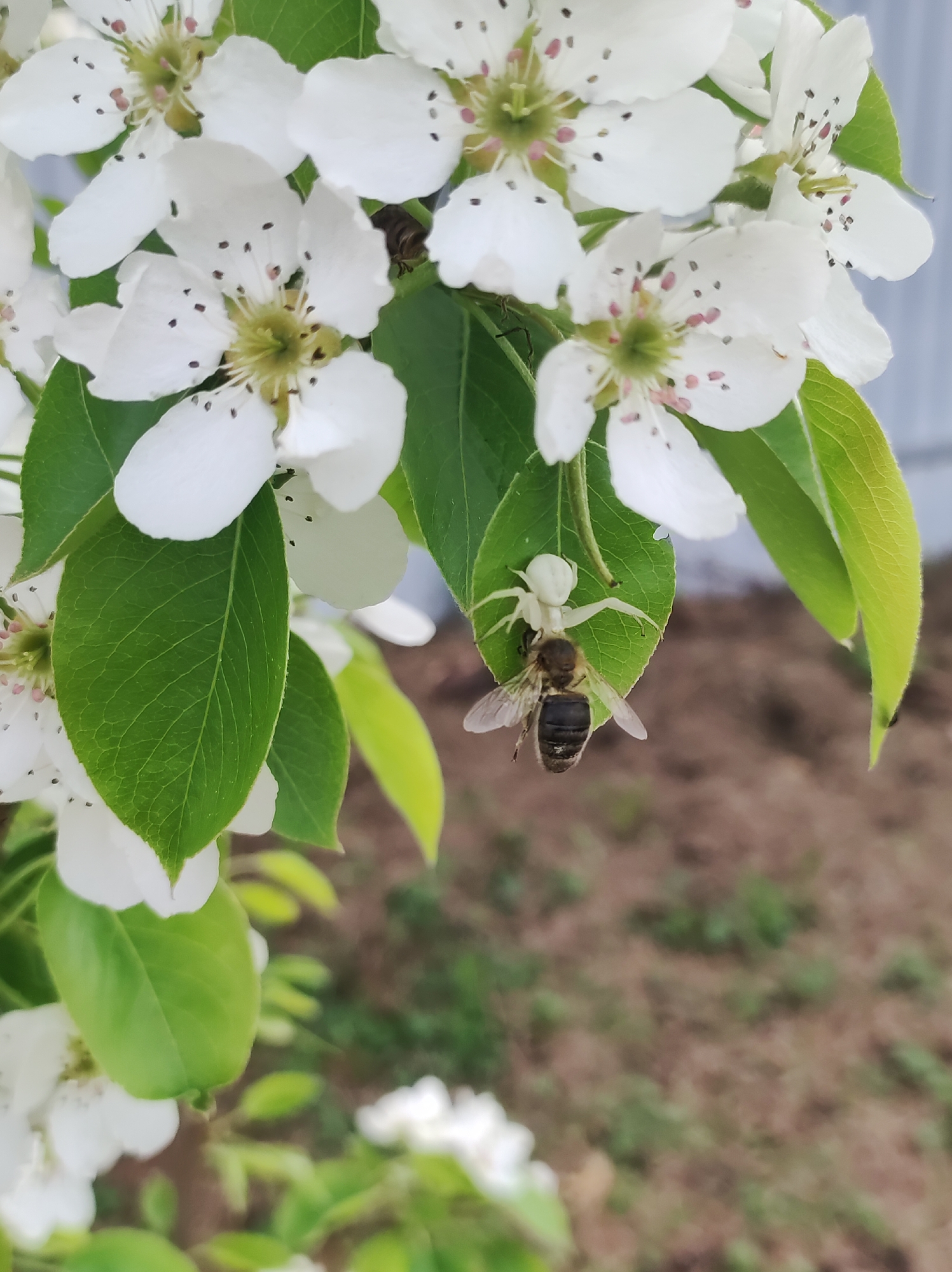 Observed outdoors in Фоки, Russia, the image displays a cluster of white blossoms punctuated with green leaves. A white spider is positioned on one of the leaves, grasping a bee. The background appears to be blurred vegetation and ground.