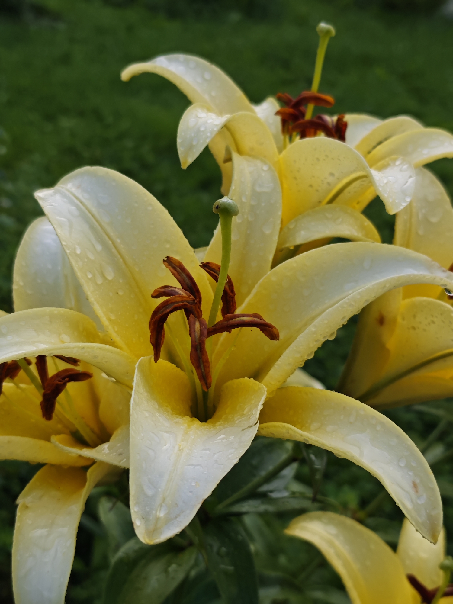 The image shows a close-up of several yellow lily flowers, some of which are partially closed and others are open, revealing their brown stamens and pistils. The petals of the lilies are adorned with numerous water droplets, suggesting recent rain or dew. The background is a blur of green foliage, indicating an outdoor setting. The image is a vertical, full-frame shot focused on the flowers. There are no people or man-made objects visible in the frame. The scene appears to be a garden or natural area. The location is specified as Podosinki, Russia.