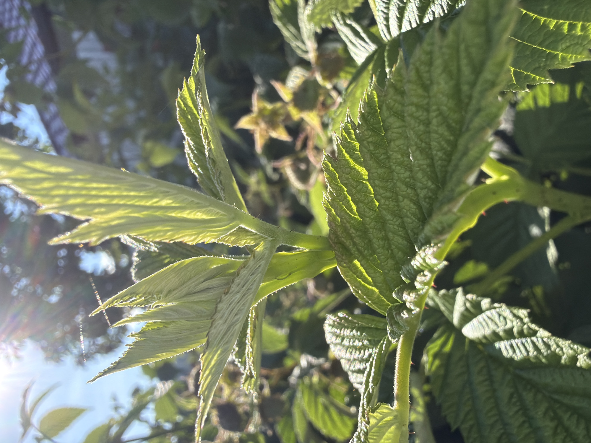 This close-up, low-angle shot captures a cluster of green raspberry leaves bathed in bright sunlight. The image appears to be taken outdoors, likely in a garden or natural setting, given the presence of foliage and the dappled light filtering through. The sun is shining brightly, casting strong highlights and shadows on the textured surfaces of the leaves, suggesting it's a sunny day, possibly late morning or early afternoon. The leaves themselves are vibrant green, with visible veins and serrated edges. Some younger, lighter green leaves are unfurling, indicating new growth. In the background, out of focus, are more leaves and hints of other plants, creating a lush, verdant environment. Faint sun flare is visible, adding to the bright and natural ambiance. There are no people or visible text in the image. The overall mood is one of natural beauty and the vibrancy of plant life.