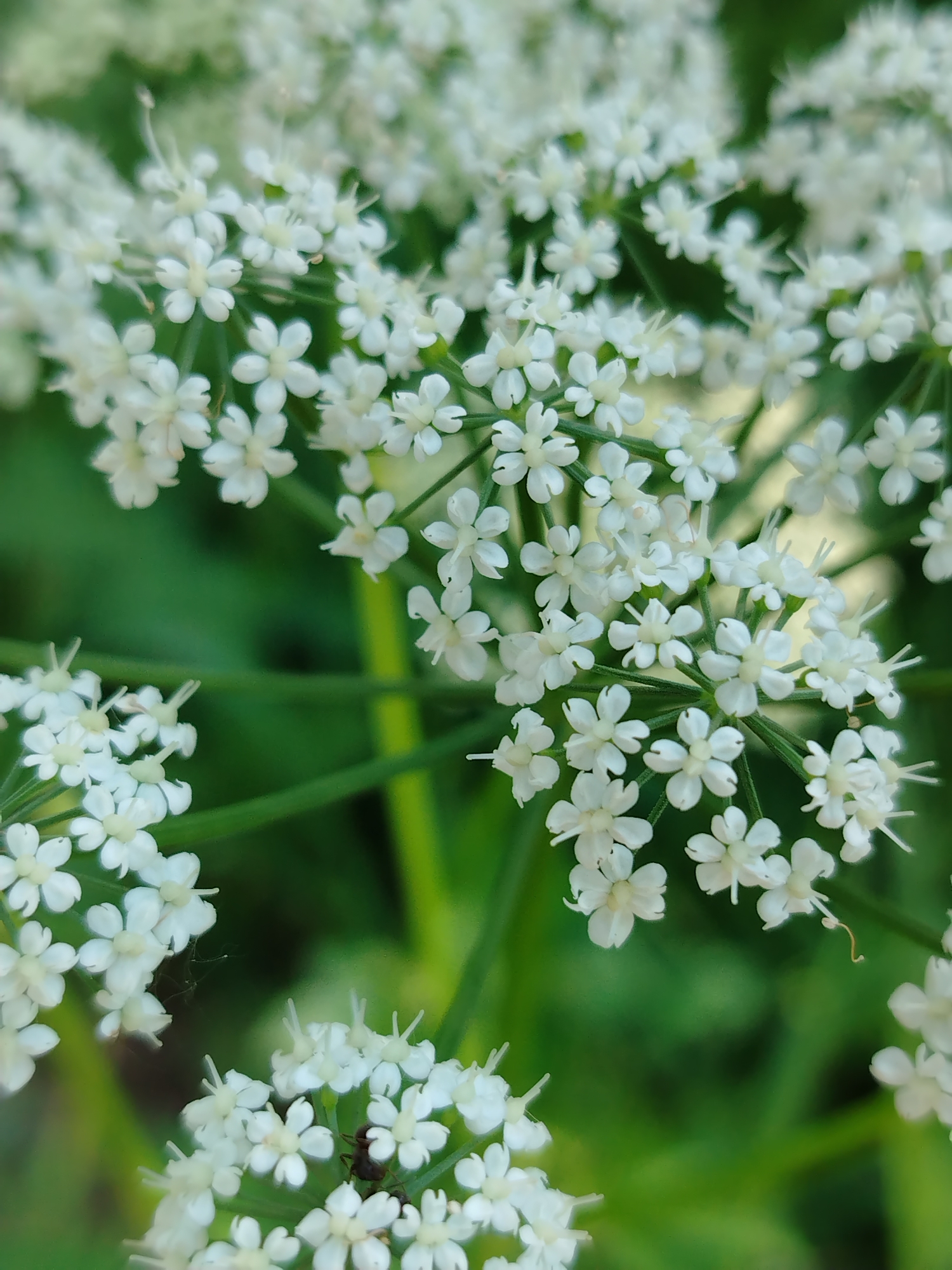 A macro photograph captures a cluster of small, white wildflowers against a blurred green background. The flowers are densely packed, with delicate petals and visible stamens. In the lower center of the image, a small, dark-colored ant is visible on one of the flower clusters. The overall lighting is soft, highlighting the intricate details of the flowers. The image is undated and its location within Noviy, Russia, is not provided or ascertainable from the visual data.