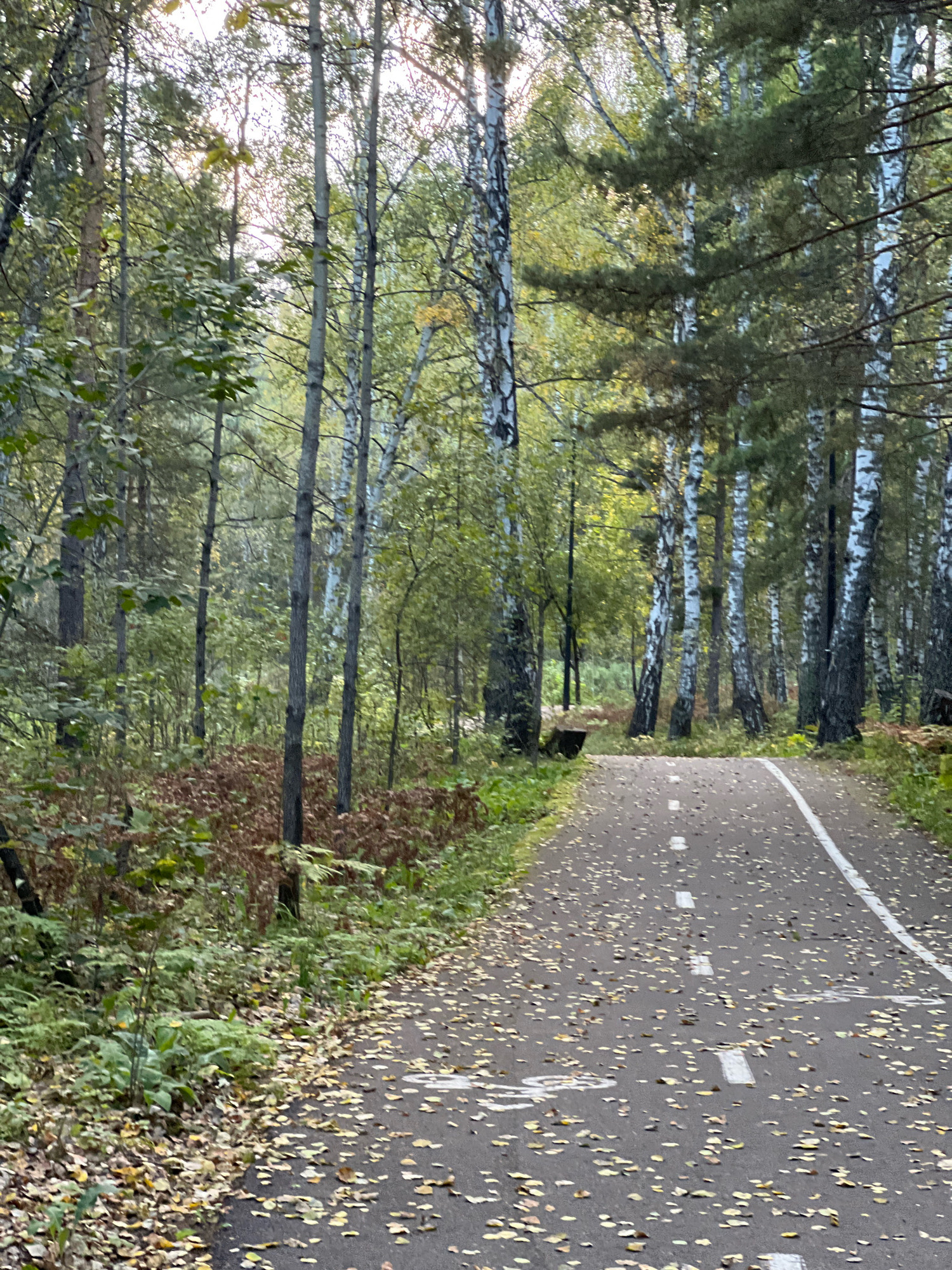 A paved, tree-lined path in a forest, with fallen leaves scattered across its surface, is depicted in an overcast, daylight setting. The path has white dashed lines painted on it, suggesting it is a bike or walking path. The forest is dense, with a mix of deciduous and coniferous trees. The ground beside the path is covered in fallen leaves and undergrowth. A dark, rectangular bench is visible nestled amongst the trees on the left side of the path. The overall atmosphere is one of autumn in a natural setting. The image is of a park in the city of Krasnoyarsk, Russia.