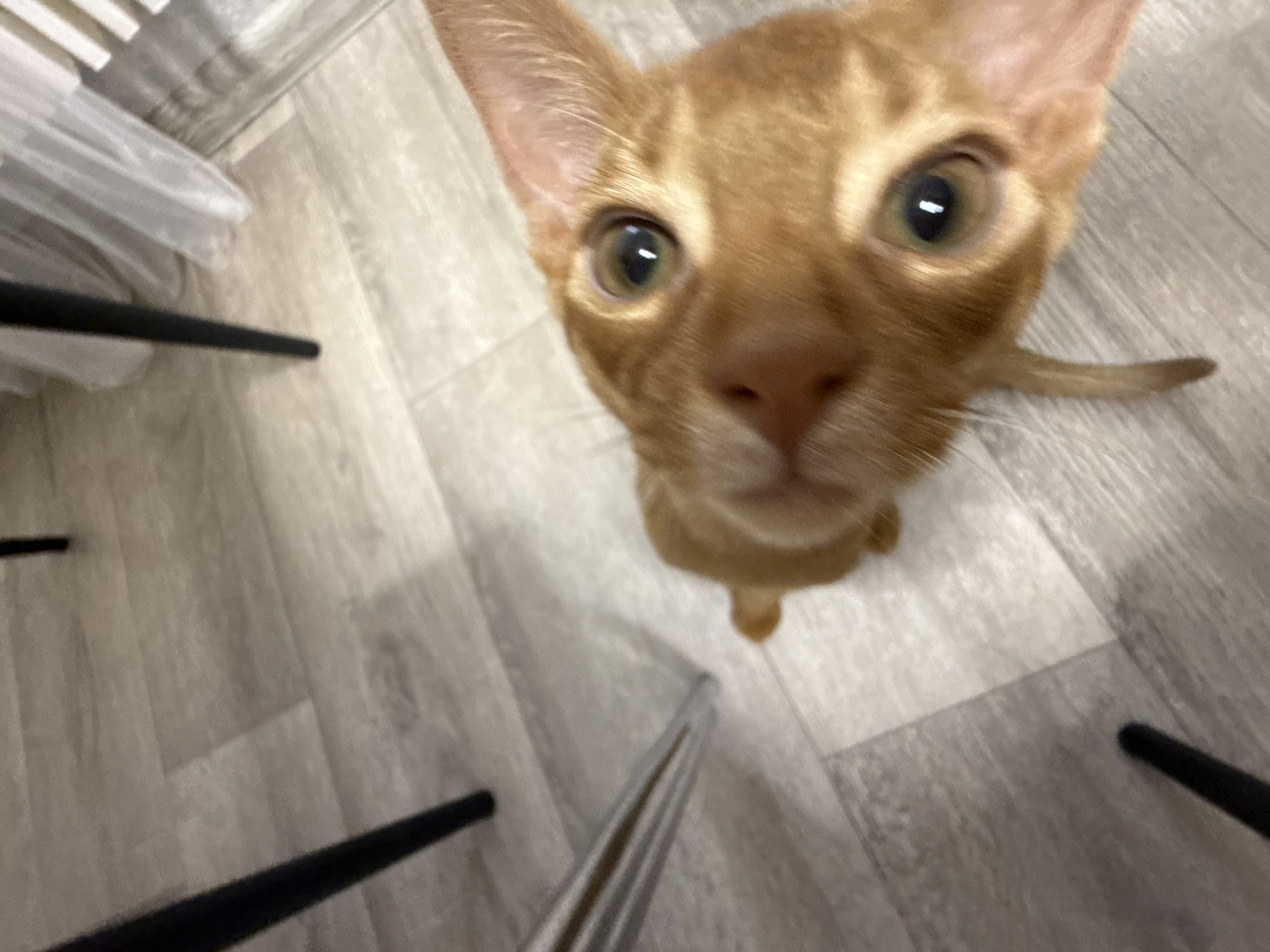 This is a close-up, high-angle shot of an orange tabby cat looking directly at the camera. The cat's face is slightly distorted due to the wide-angle lens and the close proximity of the camera, giving it a humorous and curious expression. Its large, round eyes are wide open, reflecting the light. The cat's fur is a warm orange with subtle tabby markings.
The cat is positioned on a light-colored floor with a wood-grain pattern. In the background, parts of what appear to be furniture legs or supports, possibly from a table or chairs, are visible. These are thin, dark, cylindrical objects. There is also a blurred white object in the upper left corner, possibly a bag or some sort of packaging.
The lighting appears to be artificial, creating a bright, even illumination. The overall scene suggests an indoor domestic setting, likely in Stary Oskol, Russia. No specific time of day or weather conditions can be determined. The focus is entirely on the cat and its direct gaze, which conveys a sense of playful engagement or perhaps a plea for attention. There is no visible text in the image.