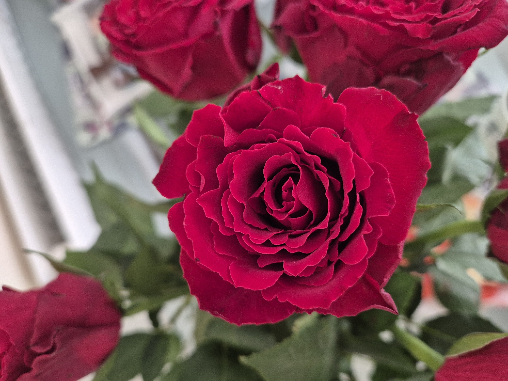 The image shows a close-up of a bouquet of red roses. The central rose is in full bloom, displaying numerous layers of petals tightly coiled in the center and gradually opening outwards. Its color is a deep, rich red. Several other roses are visible in the background, some in focus and others partially obscured, along with green leaves interspersed among the blooms. The location is not discernible from the image.