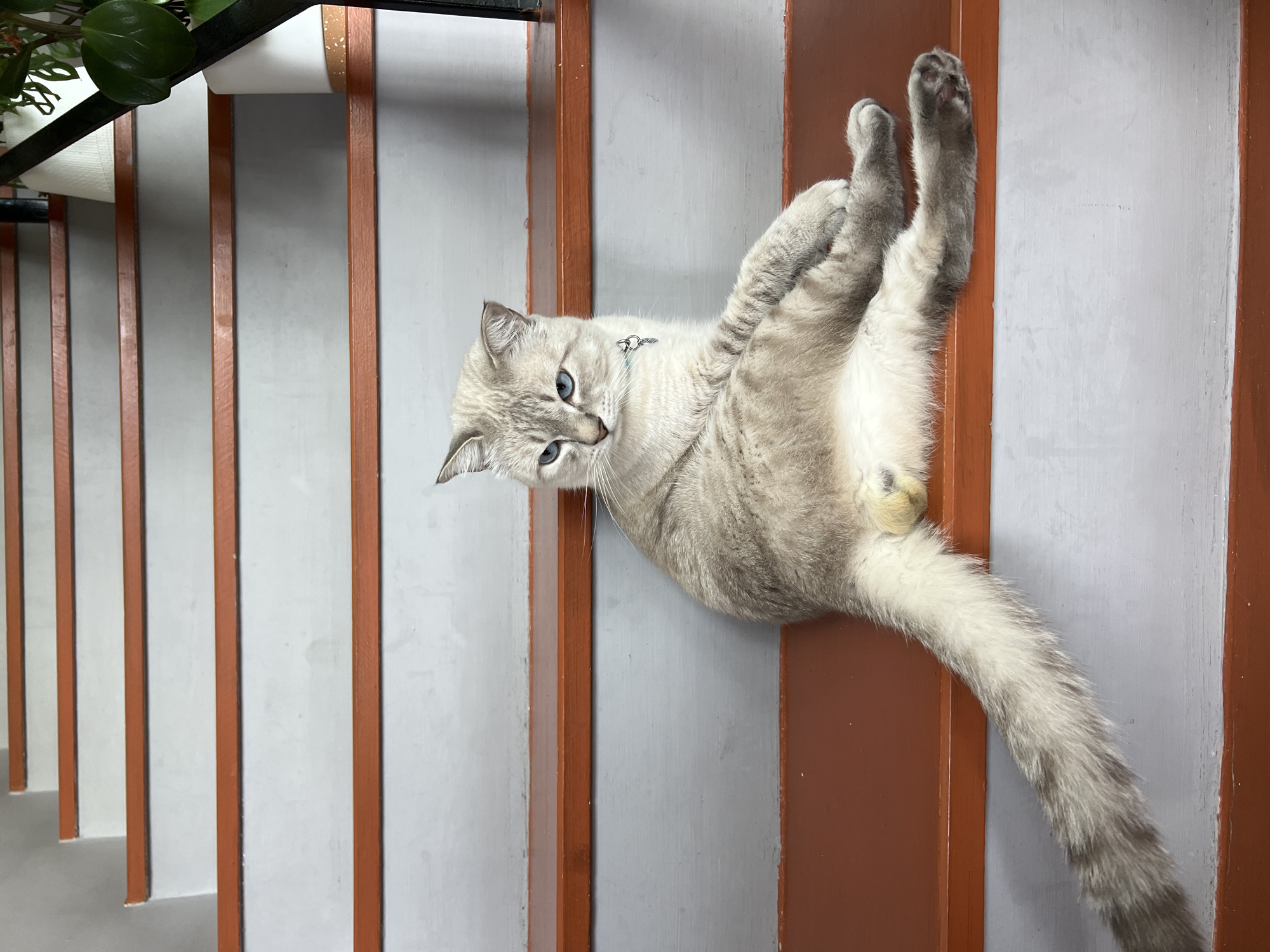 A light-colored cat with blue eyes sits on a wooden staircase with orange painted edges. The cat is facing the left of the frame, with its body angled towards the viewer. Its tail is extended to the left, and its paws are resting in front of it. The cat is wearing a light blue collar with a small silver charm. The staircase has alternating gray and orange steps, and a potted plant with green leaves is visible in the upper right corner.