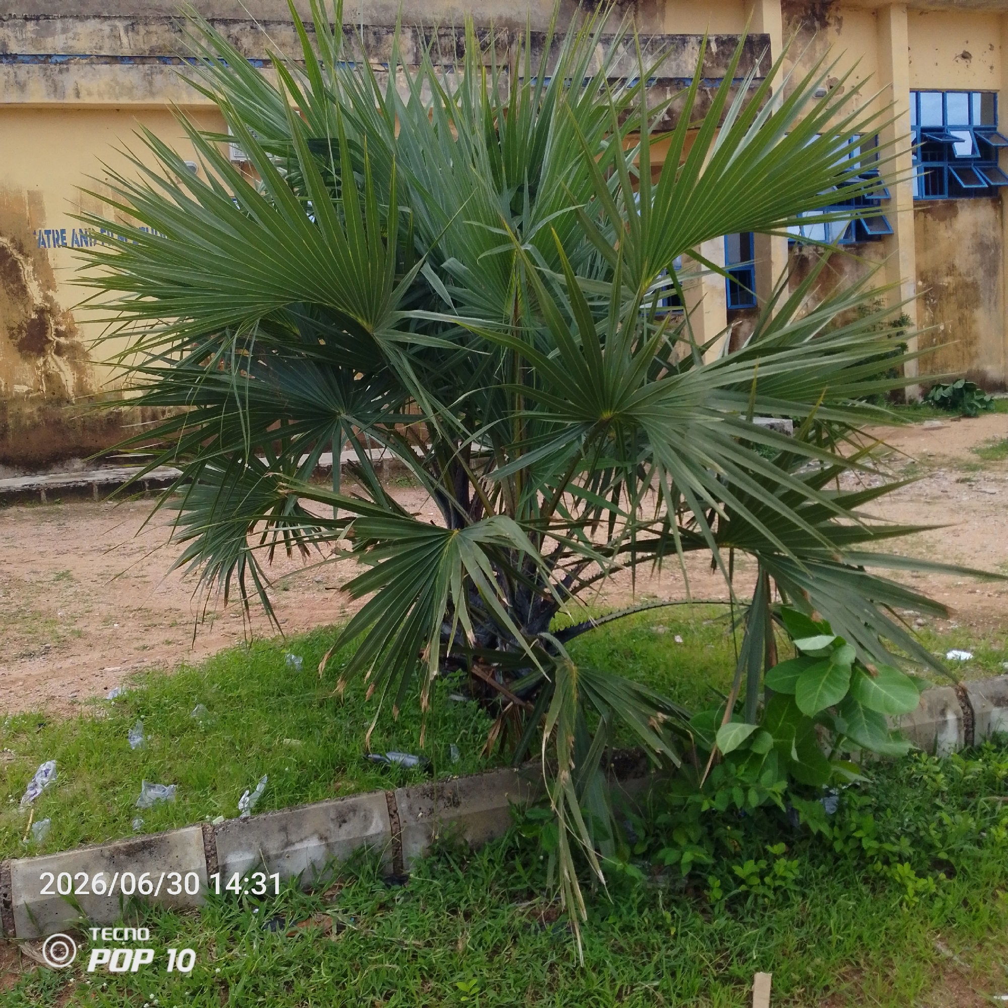 This media file shows an outdoor scene with a palm tree as the main subject. The tree has a bushy appearance with large, fan-shaped green leaves. Behind the tree, a building with yellow walls and blue-framed windows is visible. Some of the windows are open. The ground in front of the building and around the tree is a mix of dirt, grass, and some debris, including plastic bags. A concrete curb runs along the edge of the grass.
The scene appears to be set during the daytime, with natural light illuminating the area. There are no people visible. The overall impression is one of an everyday outdoor setting, possibly a school or institutional building, given the architecture. The presence of debris suggests a lack of recent maintenance or littering.
Visible text includes a timestamp "2026/06/30 14:31" and a brand logo "TECNO POP 10". There is also some faded blue text on the wall of the building, which appears to read "ATRE ANT". The location context is Jalingo, Nigeria.