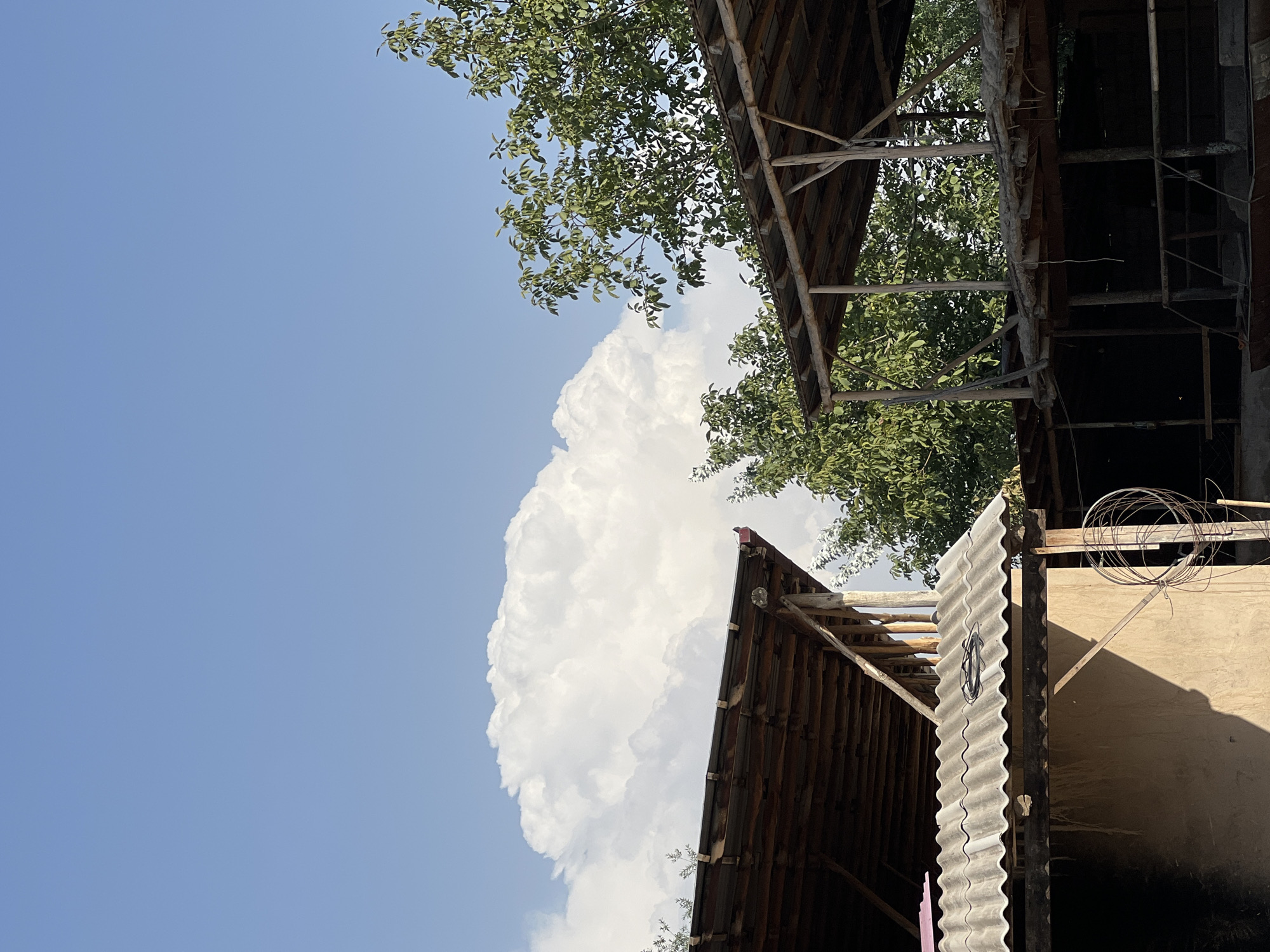The image depicts an outdoor scene in Karamanas, Uzbekistan, characterized by a clear blue sky with a large, fluffy white cloud dominating the upper left quadrant. In the foreground, two rustic, open-air structures with wooden beams and corrugated roofing are visible. The structure on the left is partially obscured by trees and has a weathered wooden roof. To its right, another similar structure is partially visible, also constructed with wooden supports and a flat, weathered roof. Lush green trees with dense foliage are interspersed between and behind these structures, suggesting a rural or semi-rural environment. The lighting indicates it is daytime, with the sun casting shadows. The scene appears to be static, with no visible people or animals. The overall impression is one of a simple, utilitarian construction in a natural, sunlit setting.