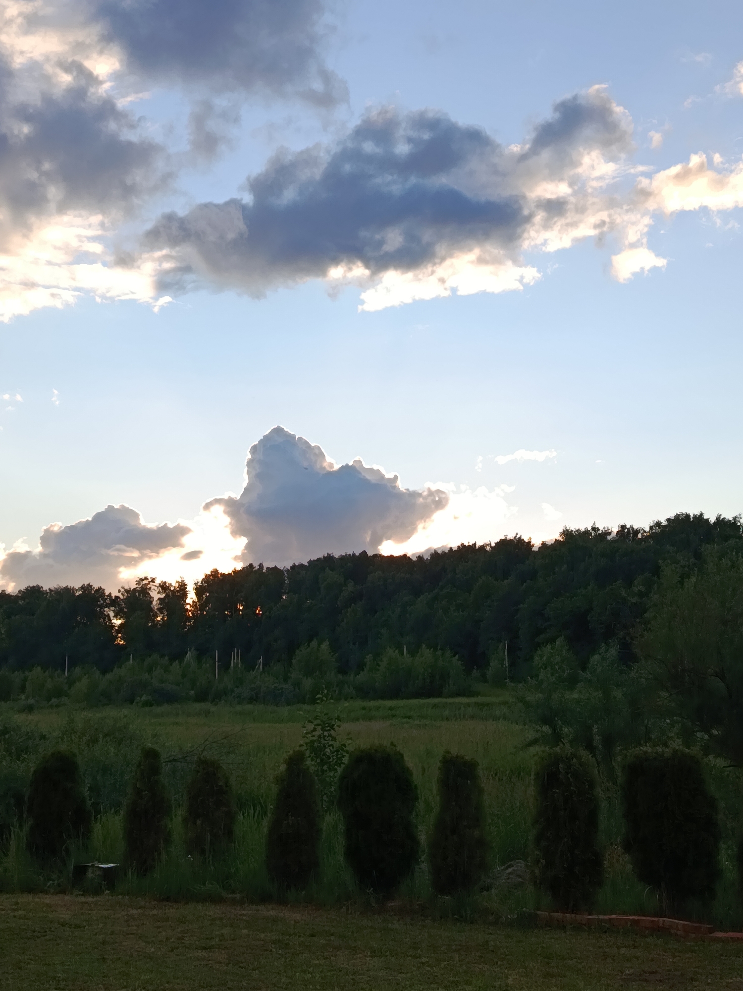 The image depicts a landscape scene near Motyakovo, Russia, likely at dusk. The sky is partly cloudy with the sun setting behind a line of trees that forms a dark silhouette against the bright, sunlit clouds. The clouds are varied in shape and color, with some appearing dark gray and others illuminated with a warm, golden light. Below the treeline, a field of green grass and vegetation stretches out, with a row of dark, conical evergreen trees planted in the foreground. The foreground also shows a patch of mown grass. The overall impression is of a natural, tranquil setting.