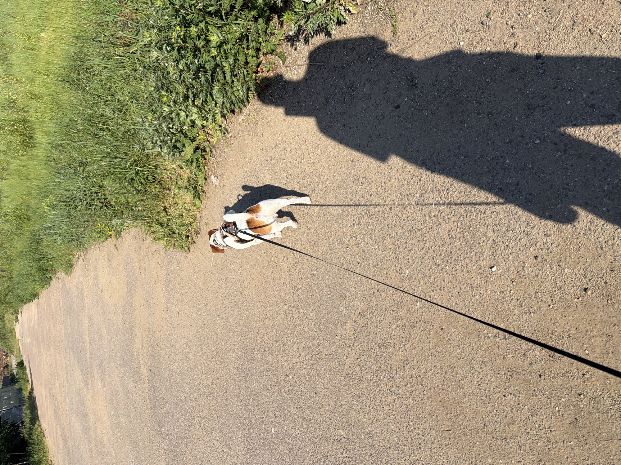 A jack russell terrier on a leash walks on an asphalt path next to a grassy area. The dog is white with brown and black markings and is wearing a harness. The leash is black and extends to the right, out of frame. A shadow of a person is cast on the path to the right of the dog. The path appears to be a road or trail in an undeveloped or park-like area, with trees and vegetation visible in the background. The lighting suggests it is daytime, possibly late afternoon due to the long shadows. The environment is outdoors and appears to be a rural or semi-rural setting within the city of Moscow, Russia.