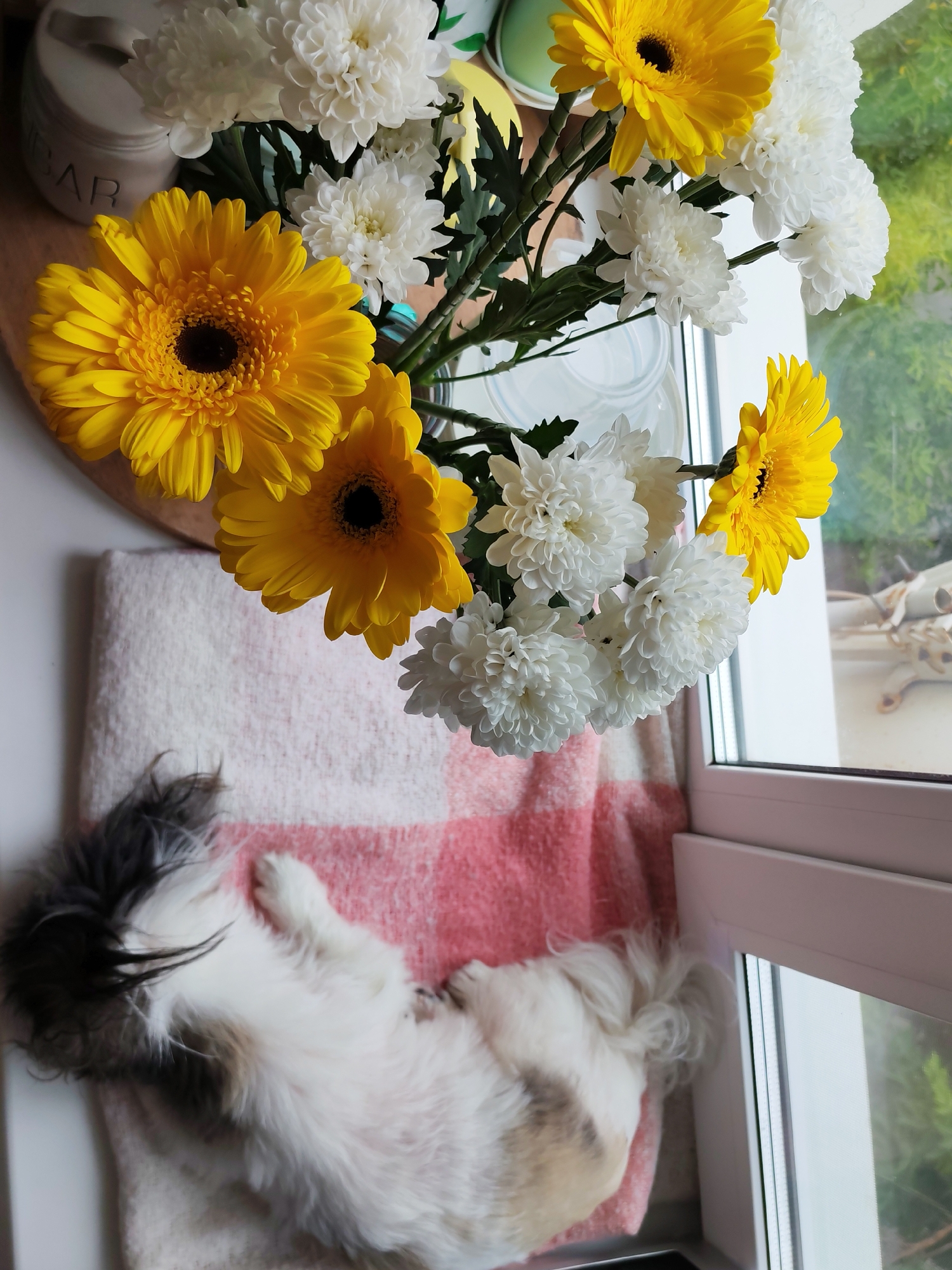 A small, fluffy dog with black and white fur is sleeping on a pink and white checkered blanket. The dog is lying on its back, with its head tilted back and its paws in the air. Next to the dog, a bouquet of yellow and white chrysanthemums and gerbera daisies is arranged in a clear vase. The flowers are vibrant and colorful, with some of the yellow gerberas in the foreground.
The scene appears to be indoors, by a window. The window offers a view of greenery outside, suggesting it could be daytime. The lighting is bright, indicating daylight. The setting appears to be a home, possibly a windowsill. The overall mood is peaceful and relaxed, with the sleeping dog and the cheerful flowers creating a serene atmosphere.
On a white surface behind the flowers, a cream-colored jar is partially visible with the word "SUGAR" embossed on it. This object provides a domestic context. The flowers and the dog create a gentle and aesthetically pleasing arrangement. The position of the sun suggests it is likely morning or early afternoon.