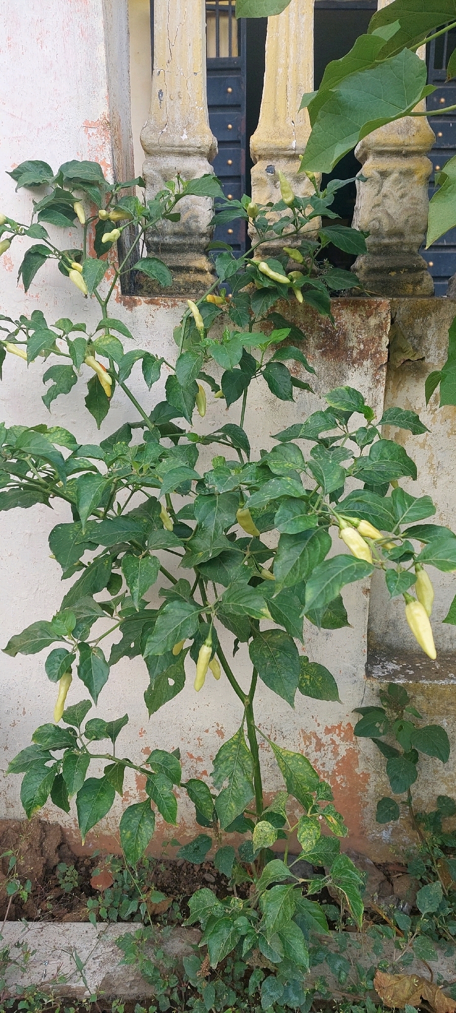 This image depicts a chili plant with developing pale yellow fruits, situated in an outdoor setting. The plant has numerous green leaves and branches, with several chili peppers visible, some hanging downwards, and others pointing upwards. The plant is rooted in dark soil, with some scattered small green plants and dried leaves around its base. In the background, a weathered, off-white wall with patches of rust-colored staining is present. To the left of the wall, a section of a structure with a textured, pinkish-beige surface is visible. Behind the chili plant, a dark metal gate with gold circular accents is partially obscured by two decorative, cream-colored pillars with a rough, textured surface and visible cracks. This scene is likely located in Lumajang, Indonesia, given the context provided.