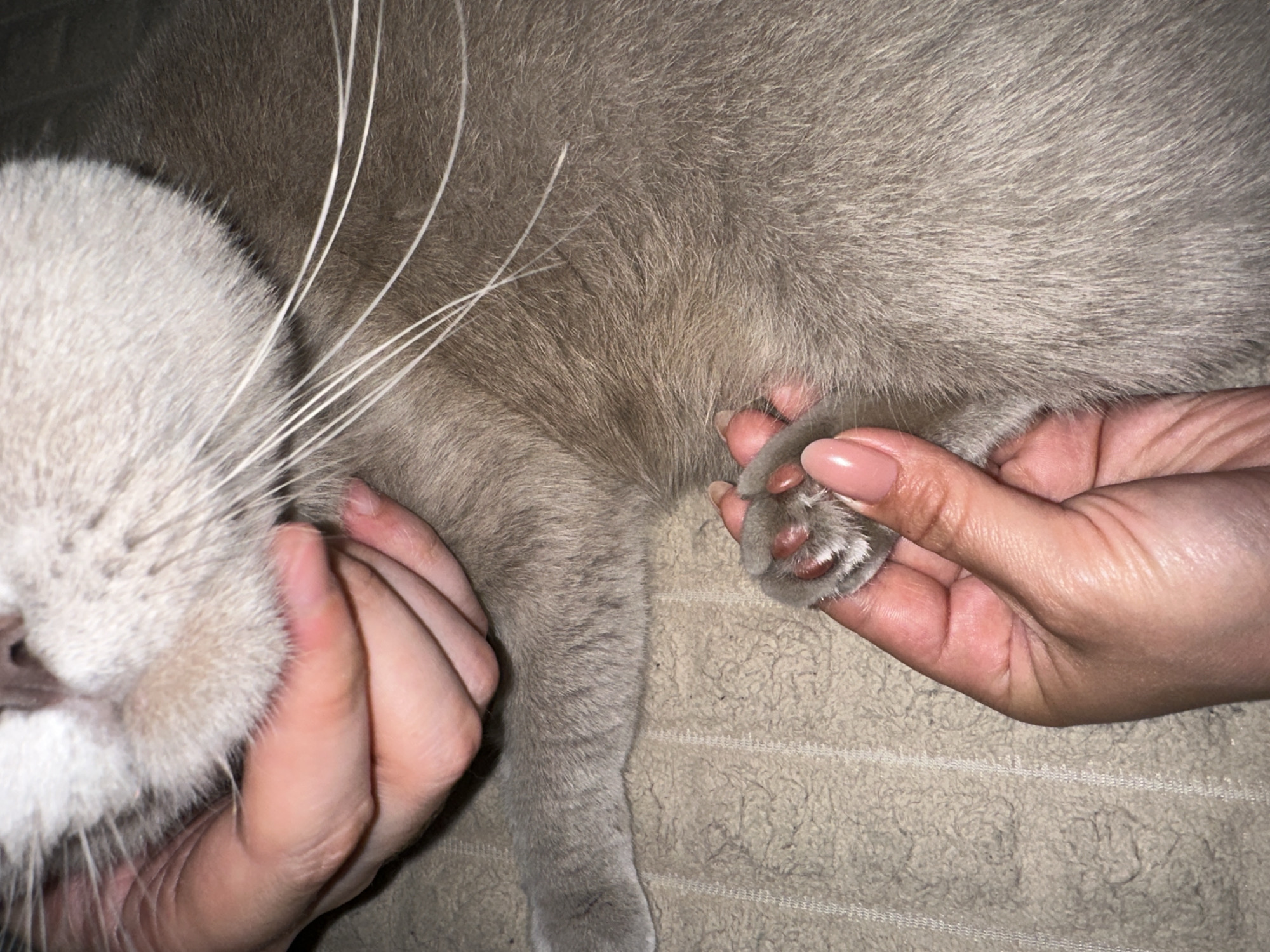 The image presents a close-up view of a light gray cat and human hands on a textured beige textile surface. The cat, a short-haired breed, lies relaxed, with its lower muzzle, chin, and numerous white whiskers visible towards the upper left of the frame. One human hand, positioned in the upper left, cradles the cat's chin. Another human hand, in the lower right, gently holds one of the cat's front paws, revealing pink paw pads. The fingernails on this hand are manicured with a light pink polish. The cat and hands rest on a beige textile, possibly a towel or blanket, featuring subtle vertical striped patterns. The scene is indoors. No discernible features within the image indicate the specific city of Ternopil, Ukraine.