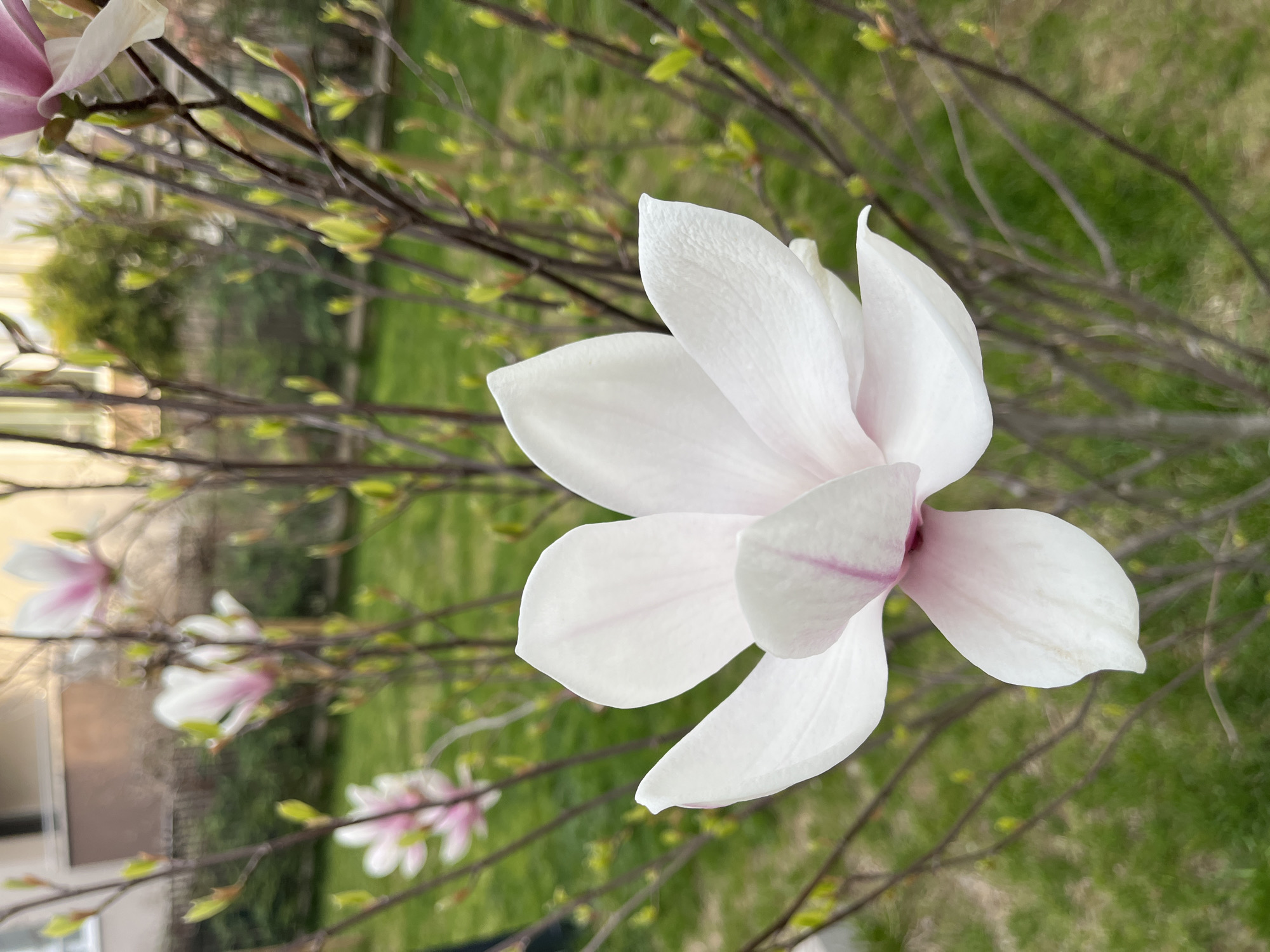 The image captures a vibrant, close-up view of a delicate magnolia flower in full bloom, set against a soft, natural background. The primary subject, a large magnolia blossom, dominates the right-center of the frame. Its petals are predominantly white, with subtle washes of pale pink or lilac, especially towards the base, giving it a gentle, ethereal quality.
Behind the focal flower, a network of slender, dark brown branches is visible, adorned with numerous small, bright green leaf buds just beginning to unfurl, strongly indicating the season of spring. Further in the background, several other magnolia flowers, out of focus, appear as soft blurs of white and pink, suggesting a larger tree or bush laden with blossoms. The deepest background consists of a diffused expanse of green, likely grass, contributing to the natural, outdoor setting.
The lighting is soft and even, typical of daytime conditions, enhancing the flower's delicate details without harsh shadows. The overall scene evokes feelings of freshness, beauty, and the seasonal renewal of spring, possibly in a garden or park in Sofia, Bulgaria. There is no visible text in the image.