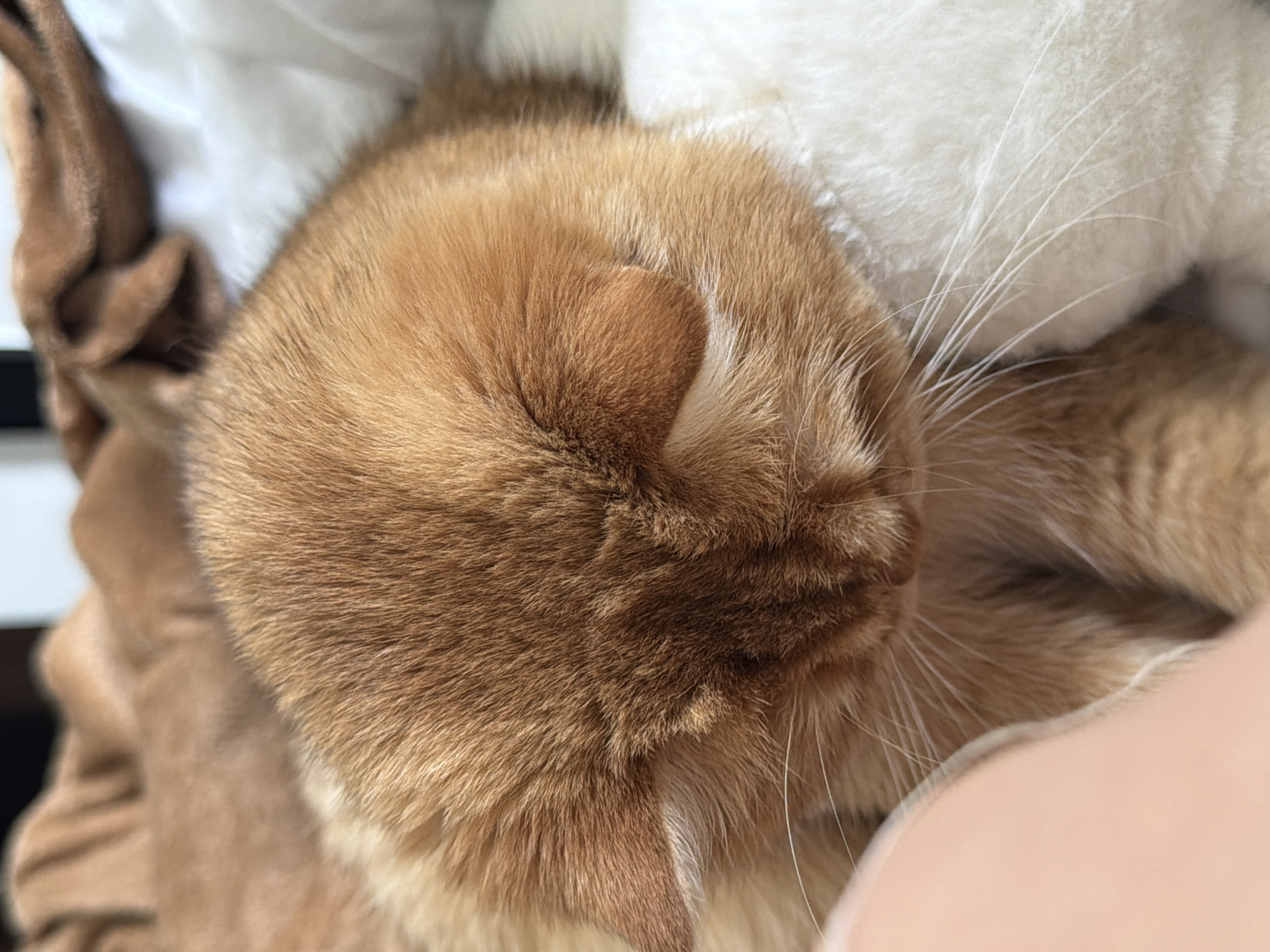 The image shows a close-up of an orange cat sleeping on a white, fluffy blanket. The cat's eyes are closed, and its head is resting on its paws. The cat has short, orange fur with some white markings on its face. The background is blurred, but it appears to be a room with a brown blanket draped over something. There is no information in the image to suggest that it is located in Đà Nẵng, Vietnam.