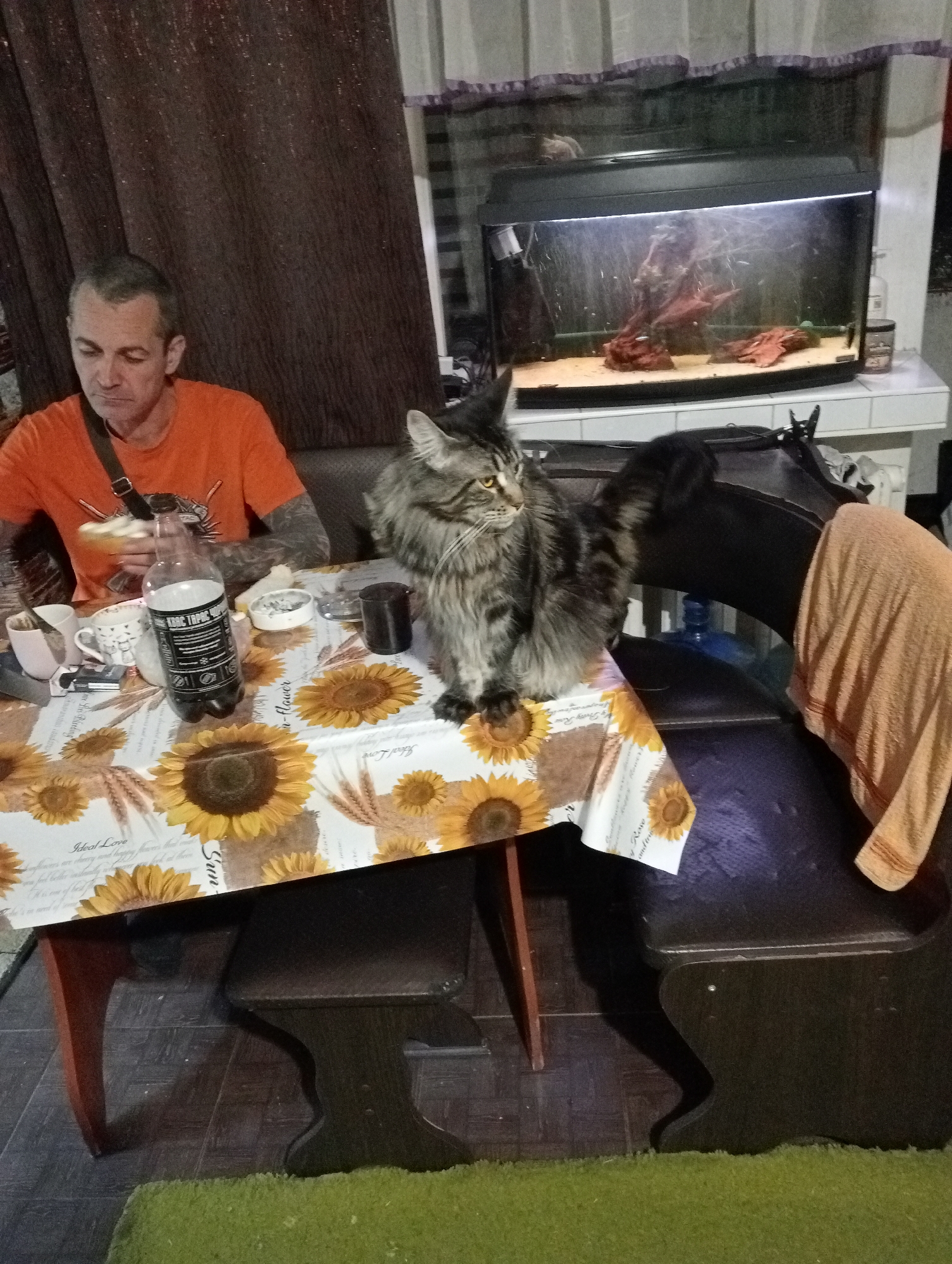 A man in an orange t-shirt sits at a table with a sunflower-patterned tablecloth. He is holding a piece of bread and appears to be eating. A large, fluffy grey and black cat is perched on the edge of the table, looking to the right. On the table are several items, including cups, a bottle of dark liquid, an ashtray, and a cylindrical object. In the background, a fish tank is visible on a shelf, containing water, sand, and decorative elements. A brown curtain hangs on the left side of the image, and a dark chair with an orange towel draped over it is on the right. The scene appears to be indoors, likely in a dining area.
