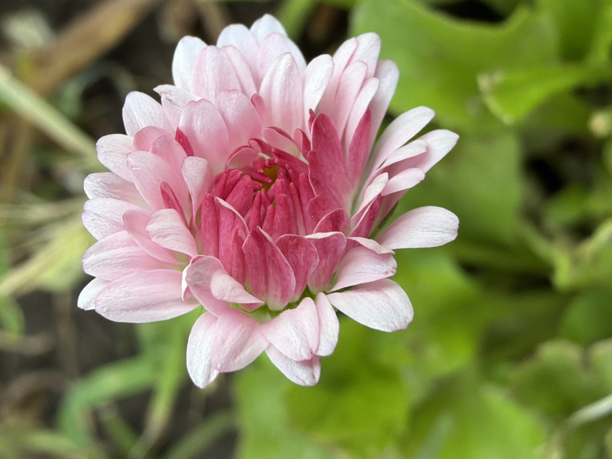 A close-up, overhead shot shows a pink and white daisy flower in the center of the frame. The daisy has many petals that are densely packed and layered. The outer petals are white and transition to a soft pink, while the inner petals are a vibrant fuchsia. The flower is in focus, with a blurred background of green leaves and brown stems, suggesting an outdoor garden setting.