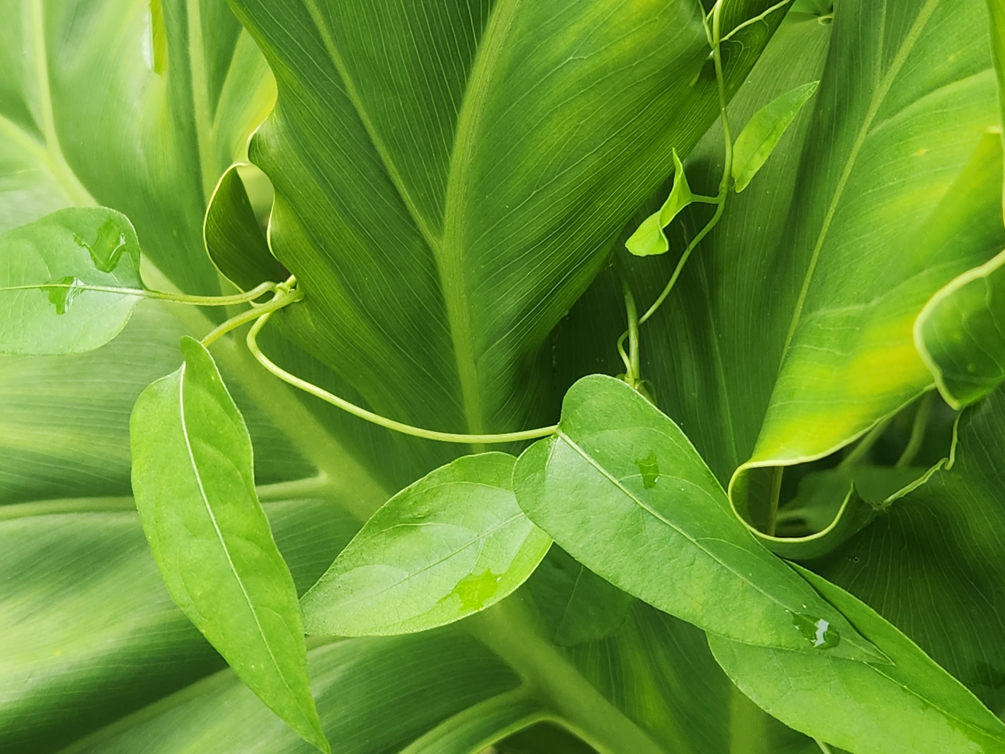 The image shows a close-up view of lush green foliage, with several large leaves dominating the frame. Some of these leaves are smooth and broad, with visible parallel veins, while others appear to be newer, smaller, and more delicate. A thin vine with small, heart-shaped leaves is intertwined with the larger leaves. There are small droplets of water visible on some of the leaves, suggesting recent rain or dew. The lighting is soft, creating a natural and vibrant green palette with subtle variations in shade and highlights. The scene is devoid of any human presence or man-made structures, focusing solely on the natural beauty of the plants. The setting is too generalized to pinpoint a specific location within Altamonte Springs, United States of America, beyond it being an outdoor, natural environment.