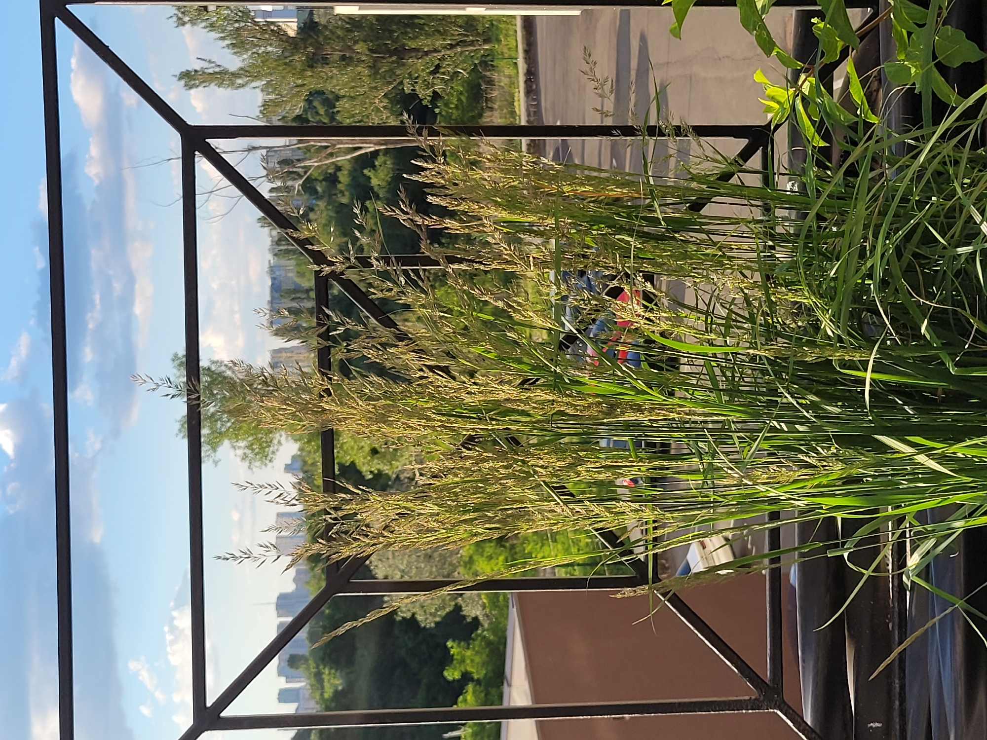 The image captures a close-up view of tall ornamental grasses in the foreground, with a cityscape visible in the background. The grasses are a vibrant green, with some stalks bearing seed heads that are a lighter, golden hue, indicating they are in the process of maturing. These grasses are contained within a dark metal railing structure, which forms a geometric frame around the scene.
Beyond the railing and grasses, the background reveals a moderately dense urban environment. A line of trees with lush green foliage forms a transition between the immediate foreground and the distant buildings. The buildings in the distance appear to be a mix of residential and commercial structures, typical of a city skyline. The sky above is a clear blue, dotted with fluffy white clouds, suggesting fair weather.
The scene is likely located on a balcony or a rooftop terrace in Kyiv, Ukraine, offering a panoramic view of the city. The perspective suggests the photo was taken from a slightly elevated position, looking out over the urban landscape. There are no people or specific activities depicted in the image, the focus being on the natural elements in the foreground contrasted with the urban backdrop. The lighting indicates it is daytime, likely late afternoon or early evening, given the warm tones of the grasses and the quality of the light. The metal railing has a modern, minimalist design. A small patch of green leaves is visible at the bottom right, possibly from another plant in the vicinity.