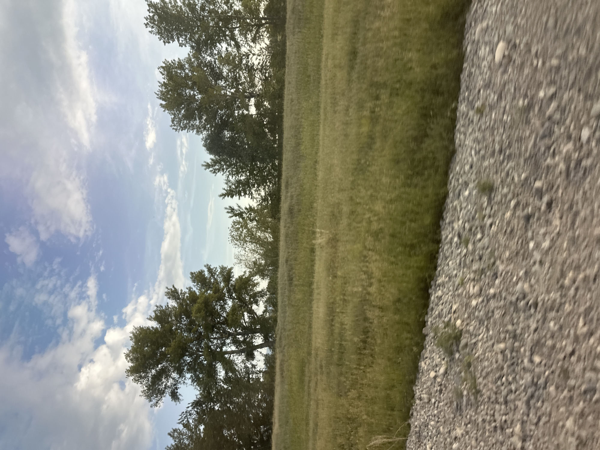 The image depicts an outdoor scene with a bright, overcast sky filled with wispy clouds. To the left of the frame, tall trees with lush green foliage are visible, their branches reaching towards the sky. Beyond the trees, a vast expanse of dry, golden grass stretches into the distance, suggesting a warm or dry season. On the right side of the image, a gravel path or road runs along the edge of the grassy field. The gravel is composed of small, multi-colored stones. The overall impression is a natural landscape under a partly cloudy sky, likely during daytime. There are no people or specific objects of interest, and no text is visible. The orientation of the image is unusual, as it appears to be rotated.