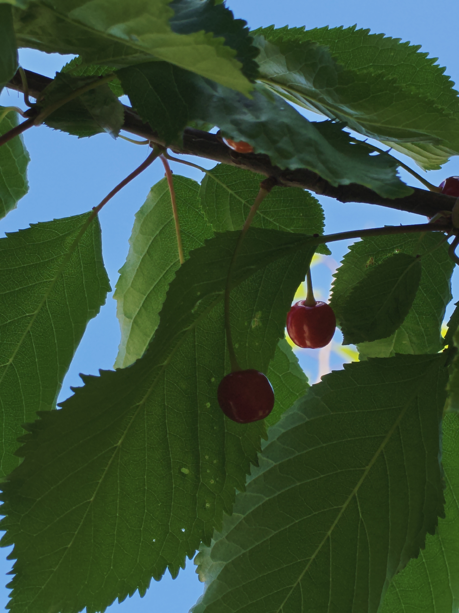 The image is a close-up shot of two ripe cherries hanging from a tree branch, partially obscured by large green leaves. The cherries are a deep red color and appear smooth and glossy. The leaves are textured with visible veins and serrated edges. The background is a clear, bright blue sky. The overall scene suggests a sunny day with the cherries growing on a tree. The specific location in Izgrev, Bulgaria, is not evident from the visual information alone, as there are no identifying landmarks or context provided within the image itself.