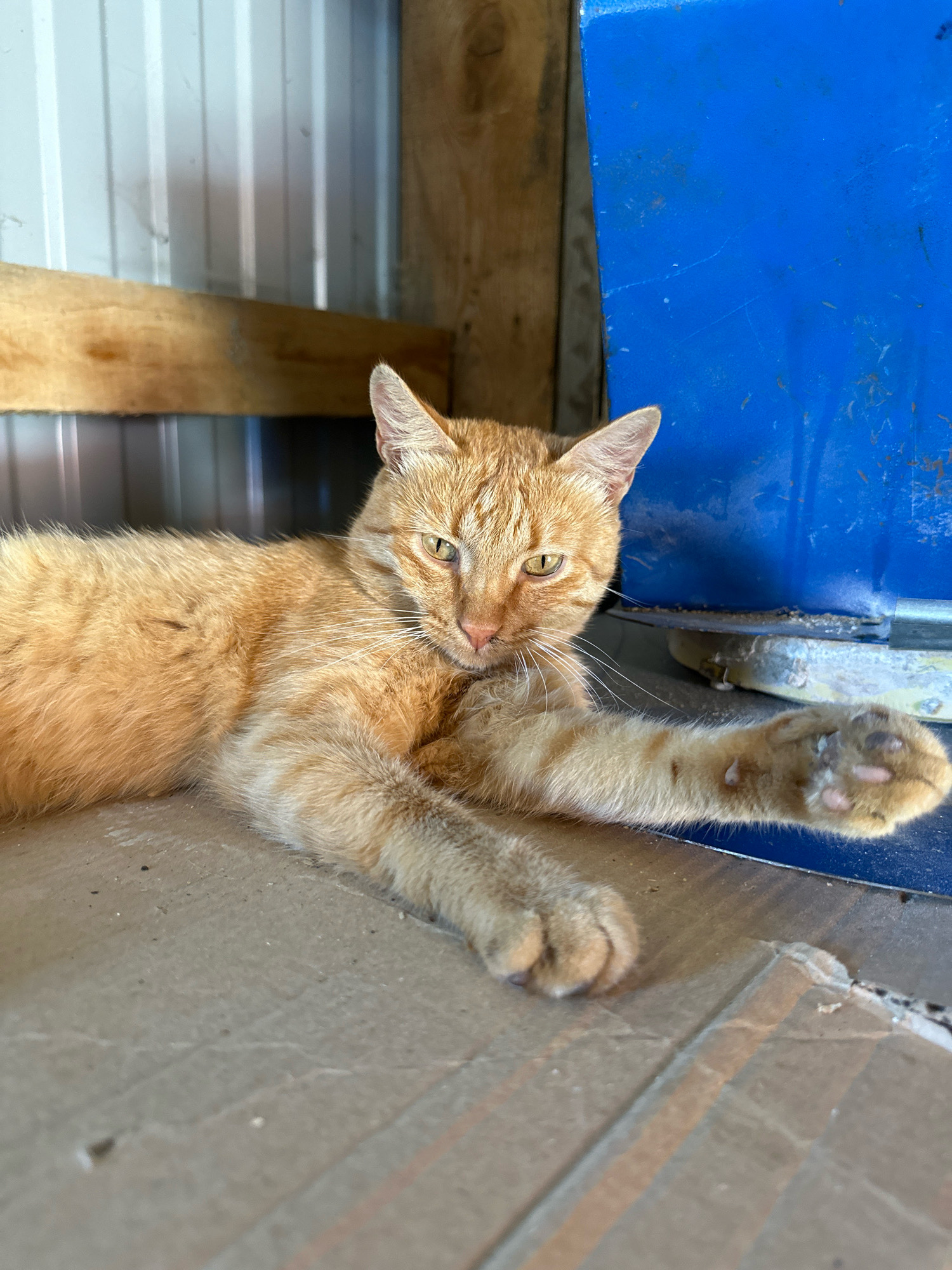 An orange tabby cat with green eyes is lying down on a cardboard surface in what appears to be a garage or storage area. The cat is facing the camera, with its body stretched out to the left and its front paws extended towards the right. Behind the cat, there is a corrugated metal wall, wooden planks, and a large blue object, possibly a piece of machinery or furniture. The environment is somewhat cluttered, with dust and debris visible on the floor and surfaces. The lighting suggests it is daytime, with natural light filtering into the space. The scene is devoid of any human presence.