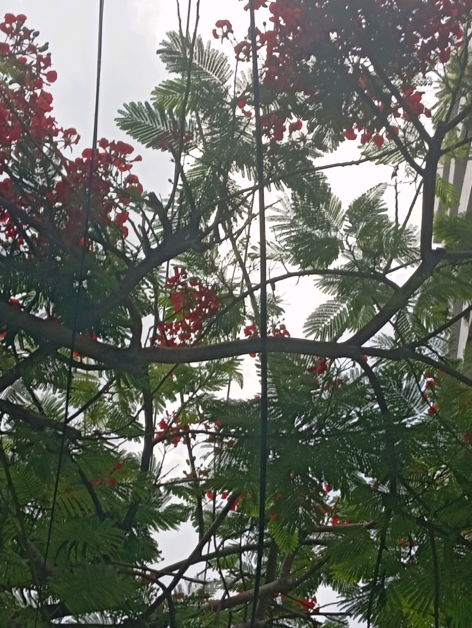 The image shows a view of a flamboyant tree with vibrant red flowers and lush green foliage against a cloudy sky. The branches of the tree are thick and dark, with many delicate leaves and clusters of red blooms. The branches crisscross and extend across the frame, creating a sense of depth and fullness. The sky is overcast, casting a diffused light that softens the colors of the tree. In the background, a portion of a modern building with vertical white stripes is visible, suggesting an urban setting. The scene is likely located in Nha Trang, Vietnam, a coastal city known for its tropical climate and abundant flowering trees. The image captures a moment of natural beauty amidst the urban landscape.